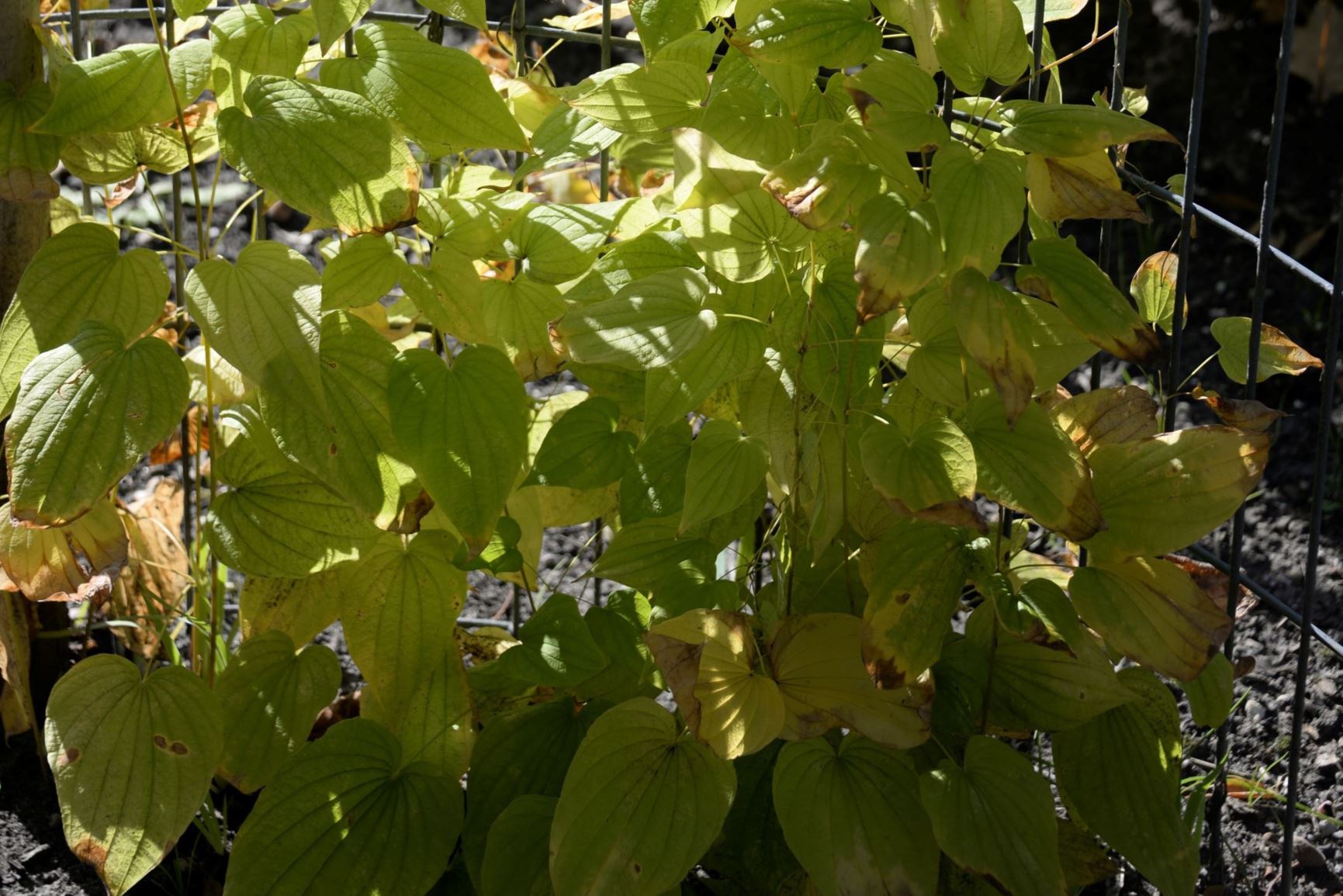 Dioscorea oppositifolia - Chinese yam; Lichtwortel, Chinese yam, Cinnamon vine, shanyao, 山药
