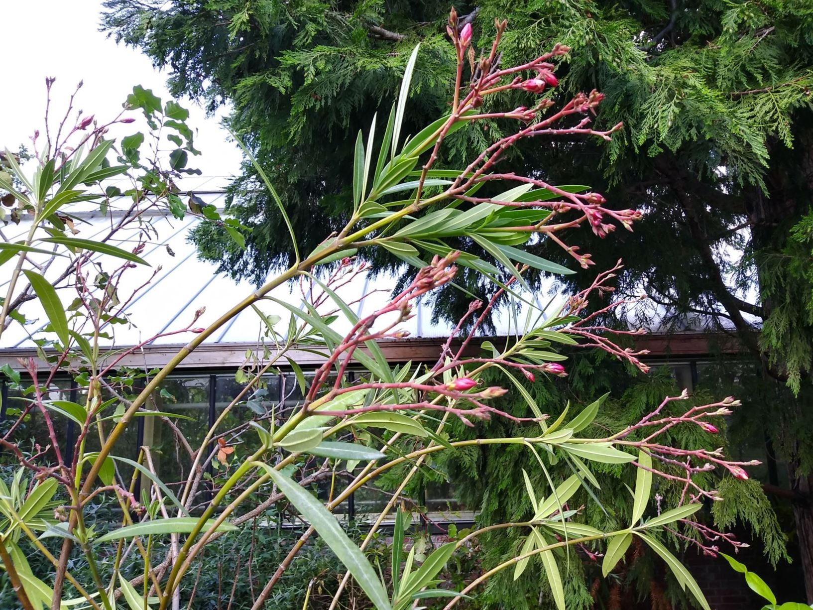 Nerium oleander - Oleander, Oleander, Rose-bay