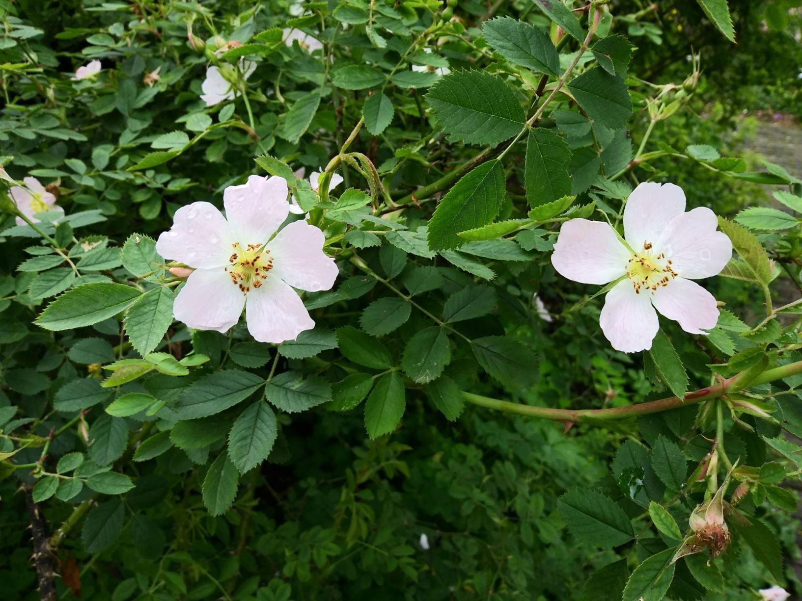 Rosa elliptica - Wigbladige roos