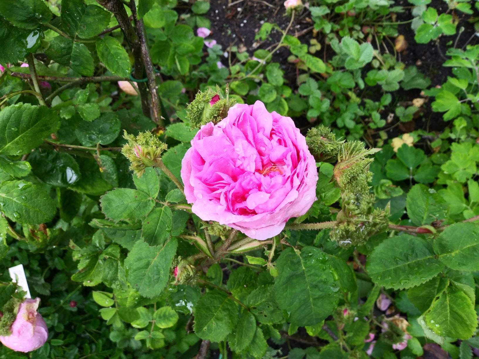 Rosa × centifolia 'Cristata' - Châpeau de Napoléon, Crested Moss Rose
