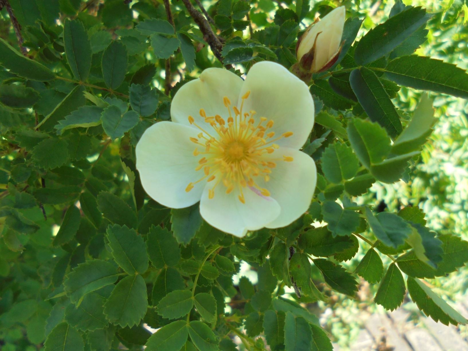 Rosa spinosissima var. altaica