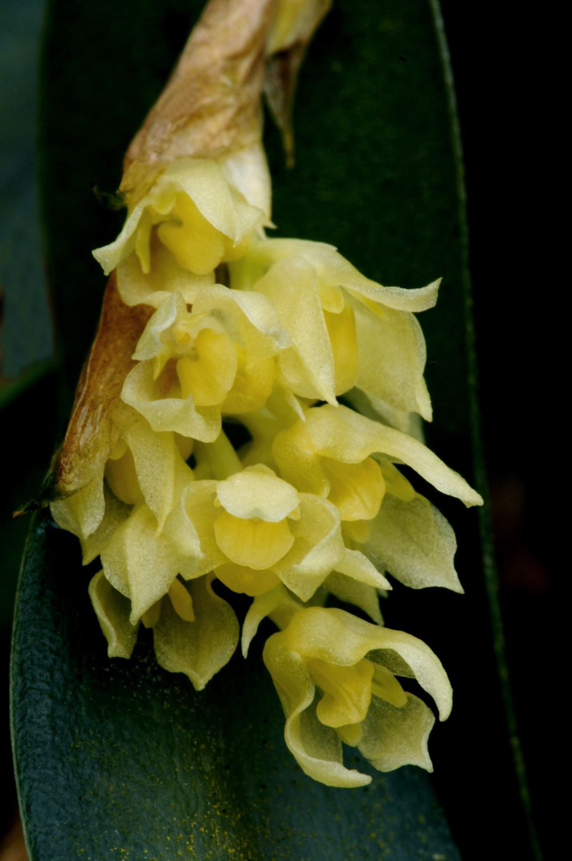 Bulbophyllum perpendiculare