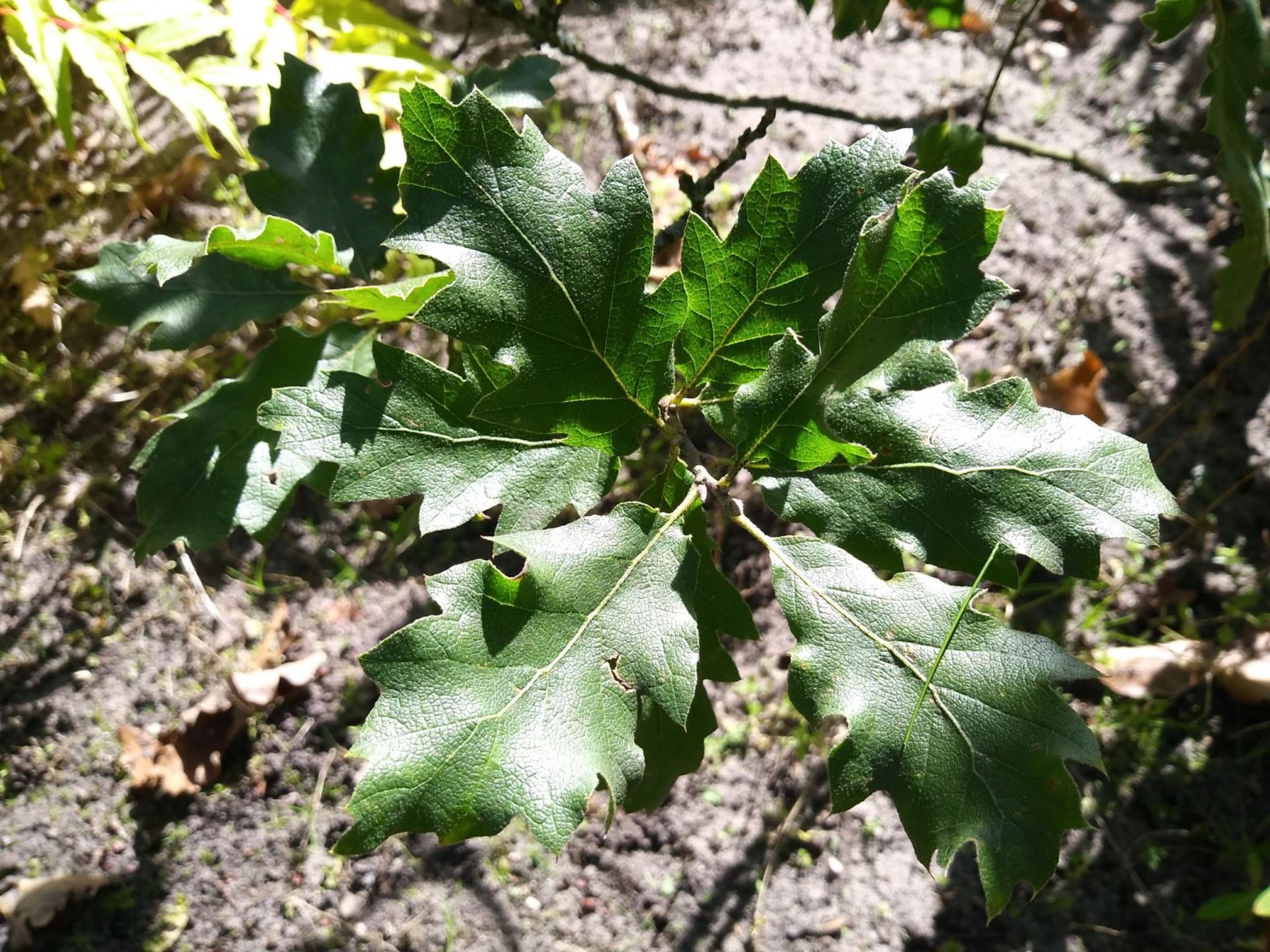 Quercus ithaburensis subsp. macrolepis - Valonia oak