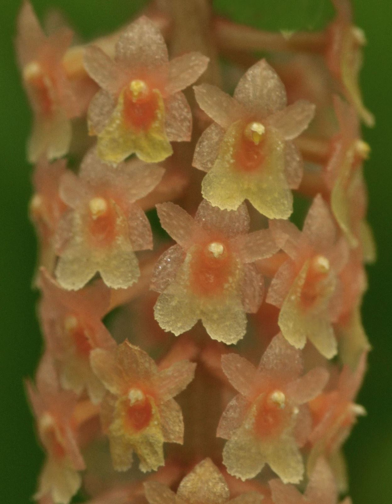 Oberonia drepanophylla