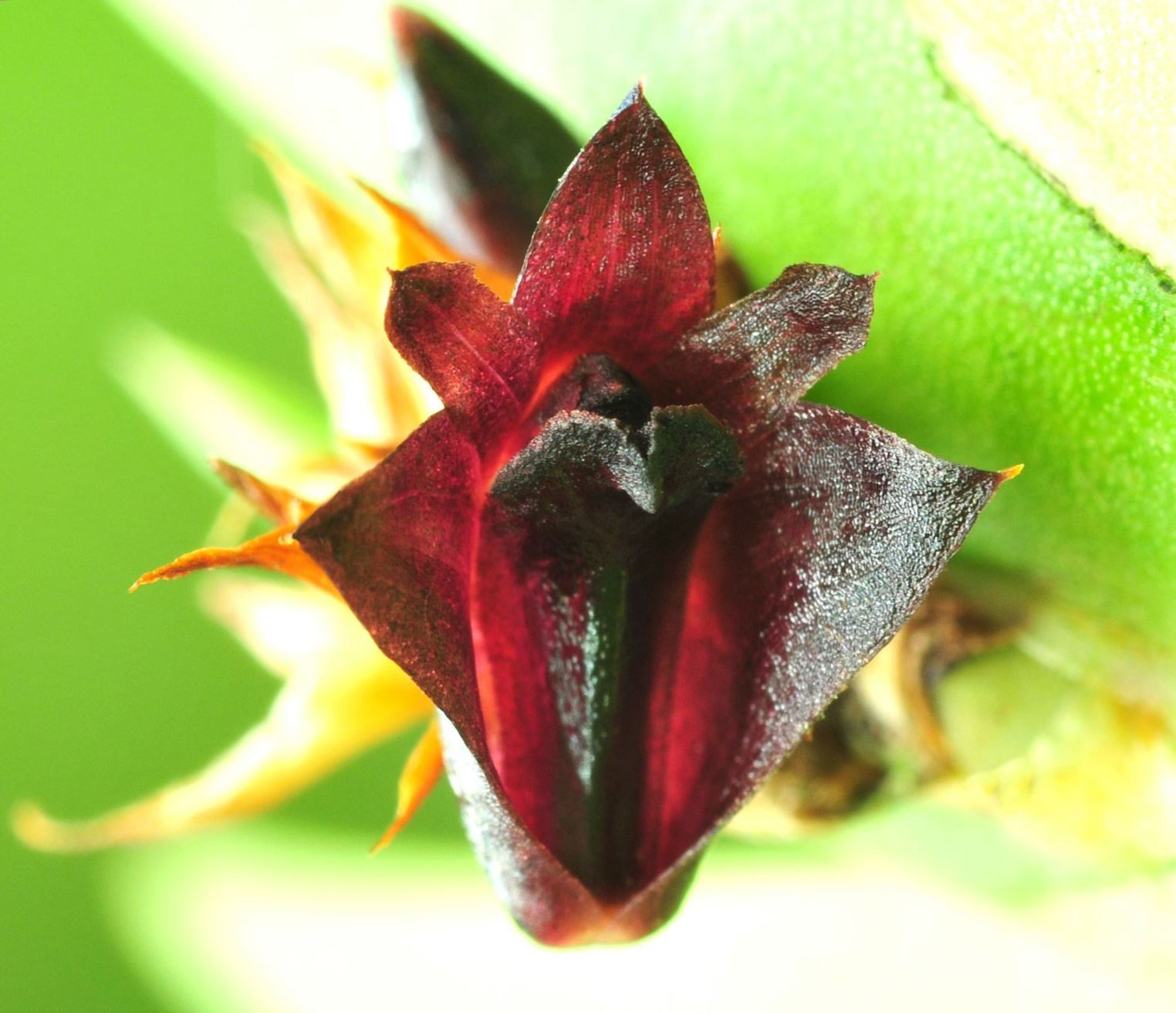Dendrobium speculigerum
