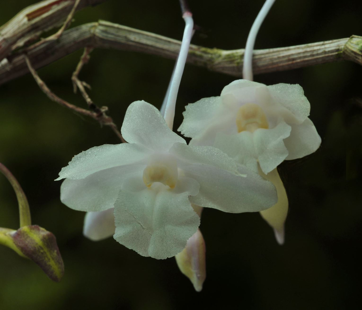 Dendrobium roseatum