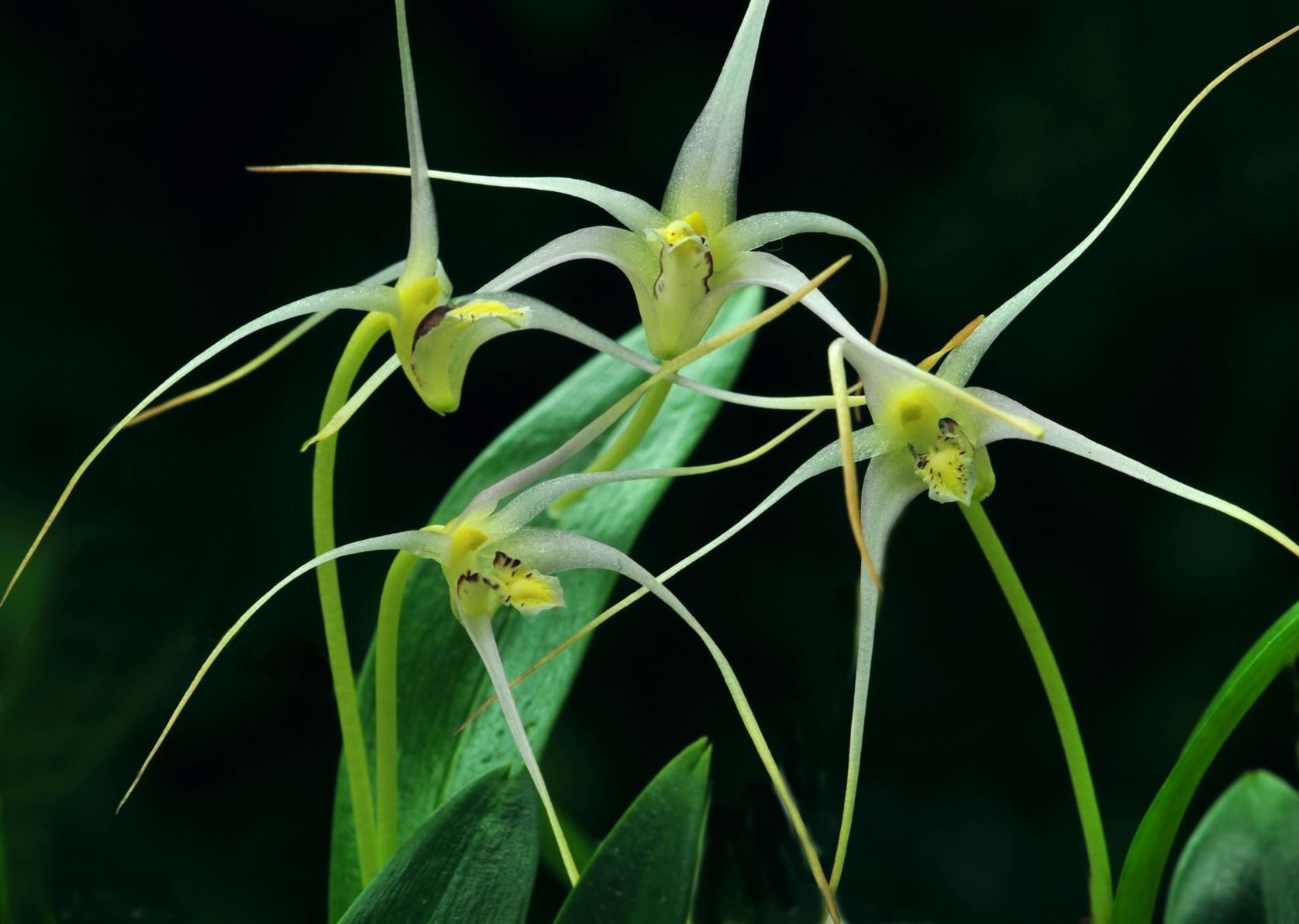 Dendrobium aratriferum