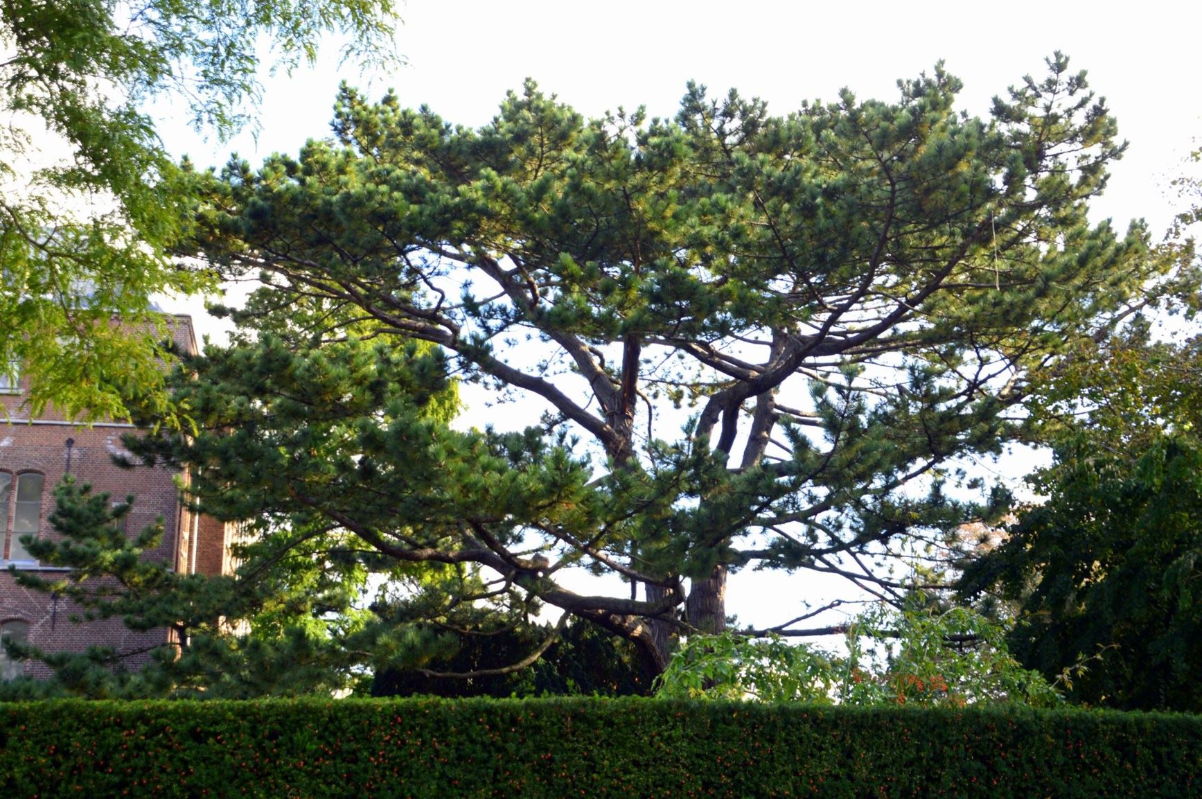 Pinus nigra var. nigra - Oostenrijkse den, Austrian pine, österreichische Schwarzkiefer