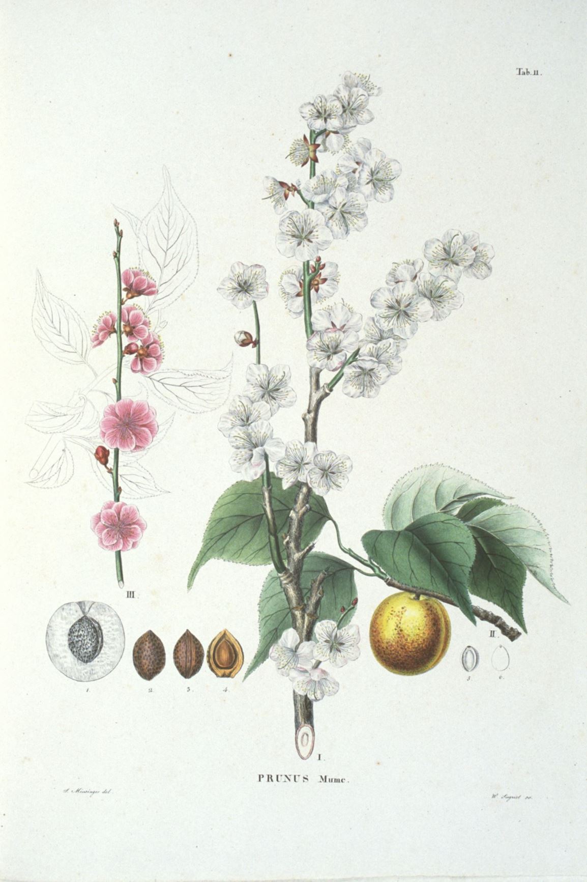 Prunus mume - Japanse abrikoos, Japanse sieramandel, Chinese plum, Japanese plum, and Japanese apricot, ウメ Ume