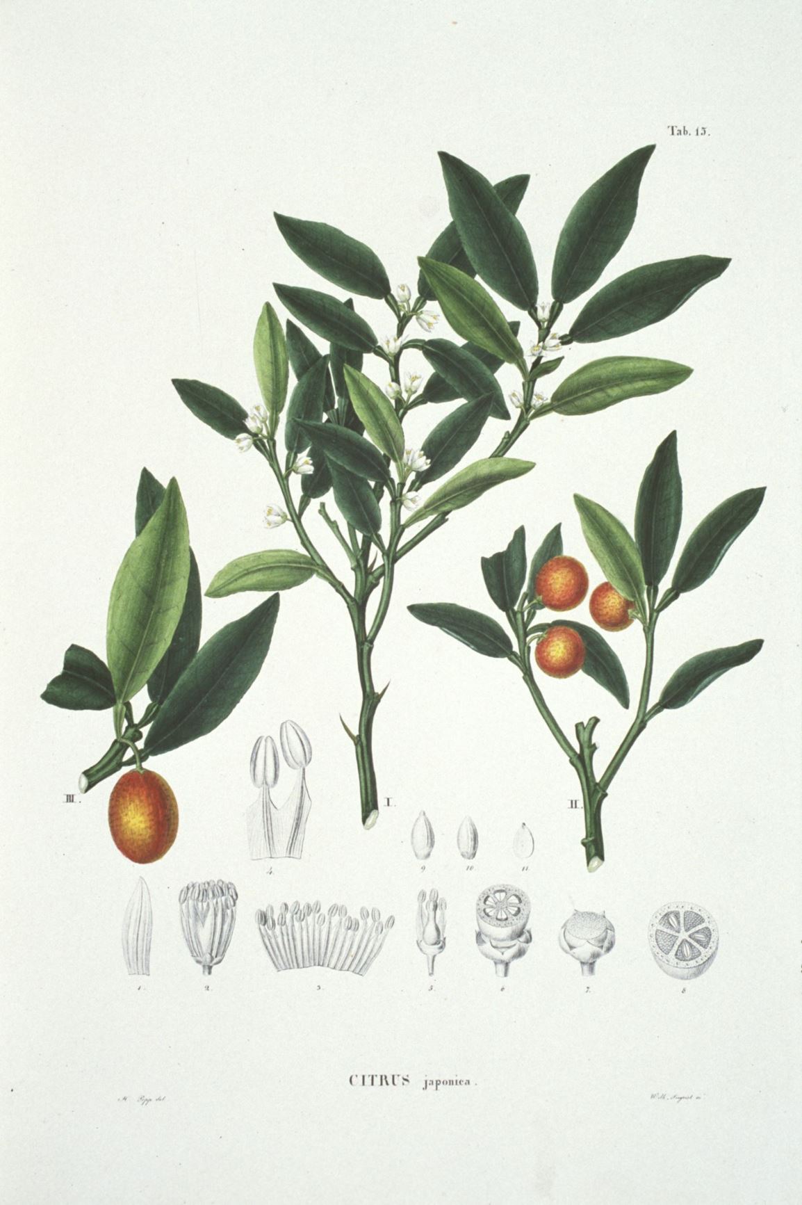 Citrus japonica - Kumquat, Kinkan