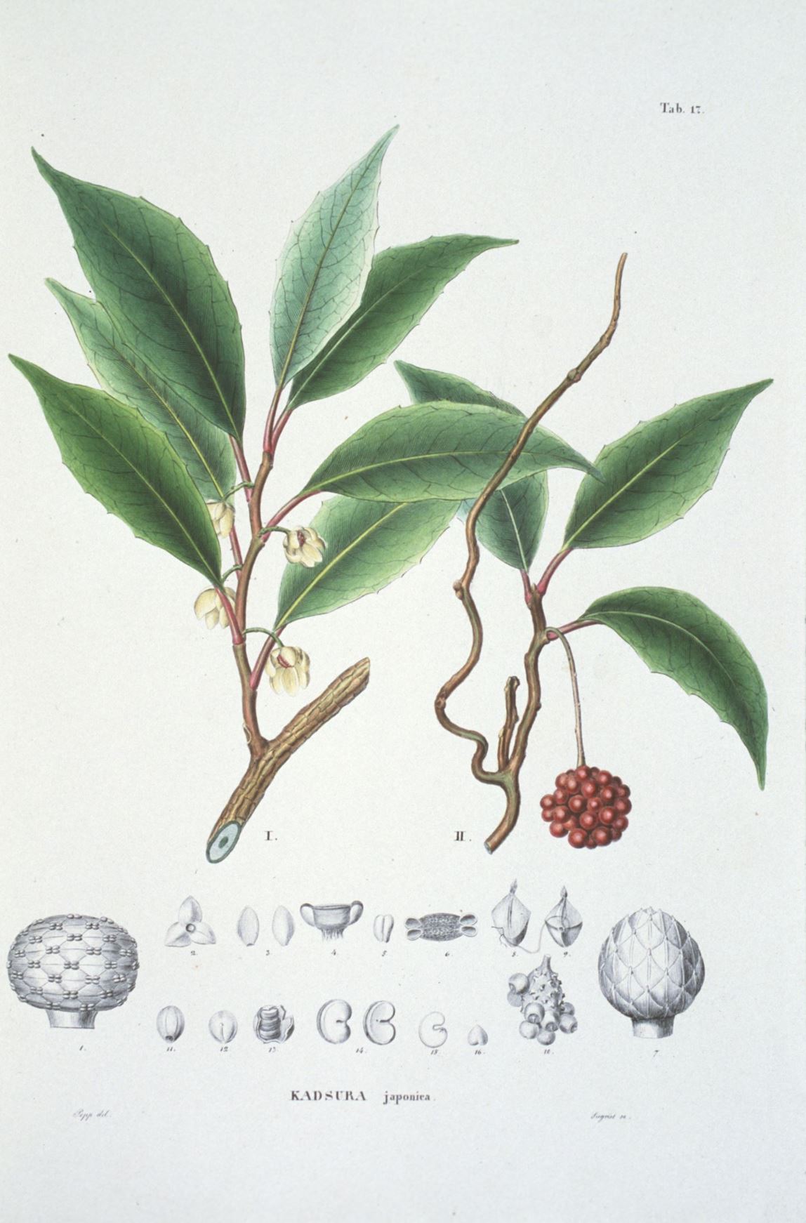 Kadsura japonica - kadsura vine, evergreen magnolia vine, サネカズラ sane-kazura