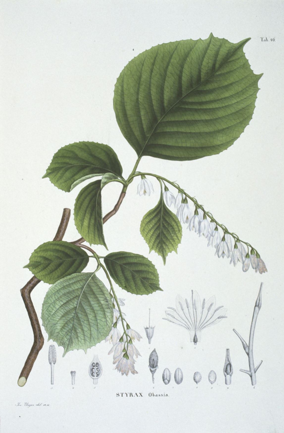 Styrax obassia - Rondbladige storaxboom, Big leaf Storax, ハクウンボク Haku-unboku, 玉铃花 yu ling hua
