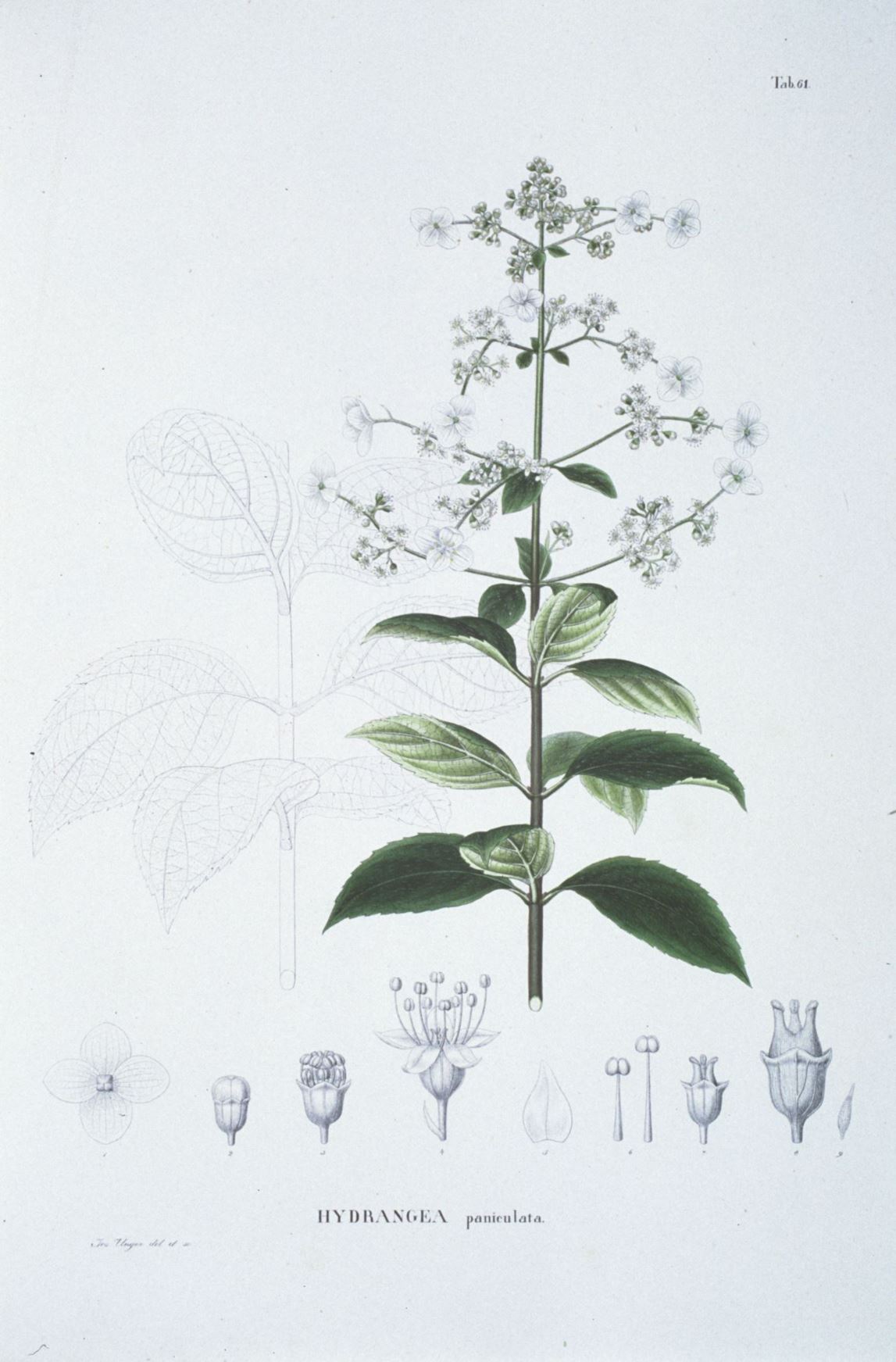 Hydrangea paniculata - Pluimhortensia, schapenkop, panicle hydrangea, ノリウツギ nori-utsugi, 圆锥绣球 yuan zhui xiu qiu