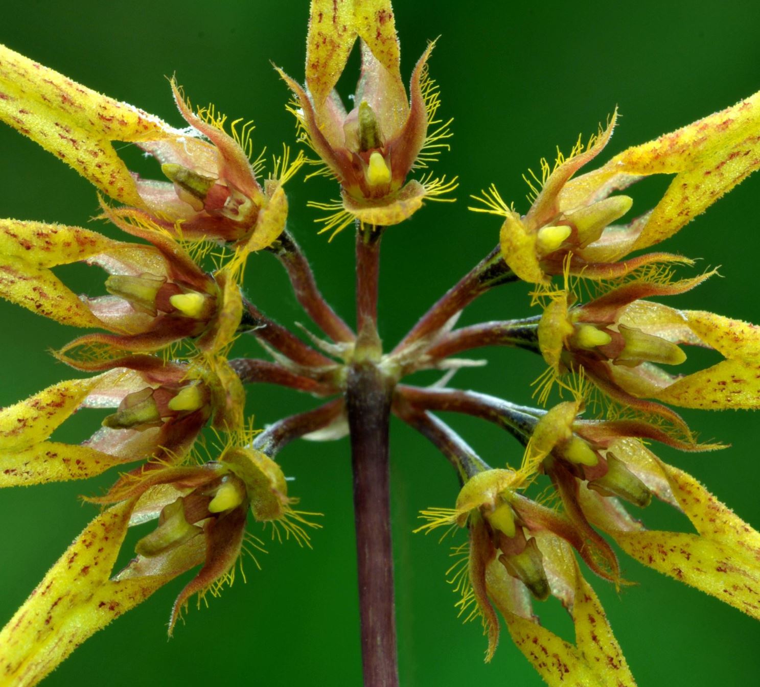 Bulbophyllum brienianum