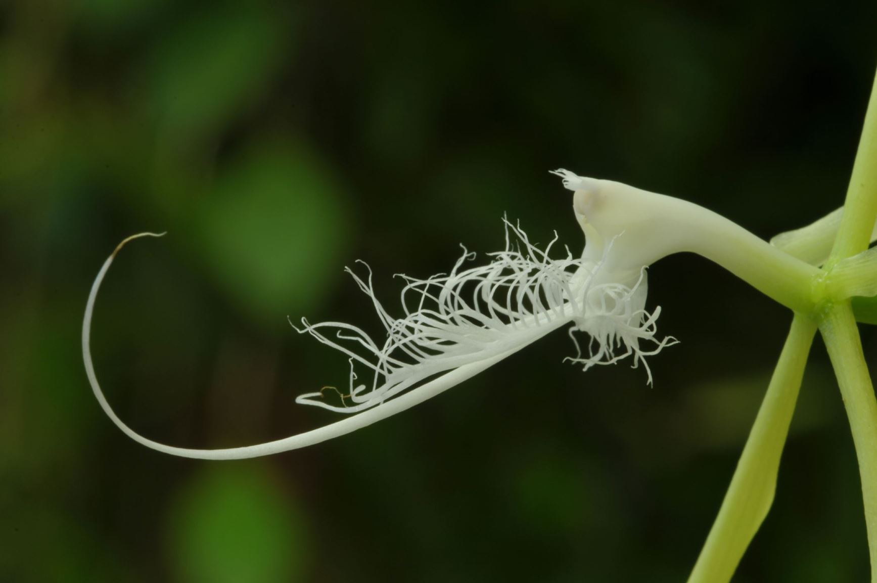 Epidendrum ciliare - Spider orchid