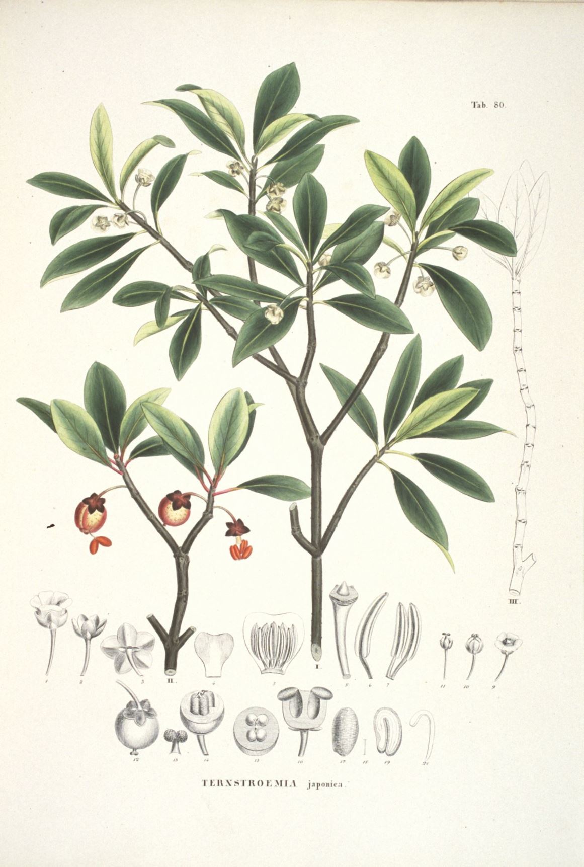 Cleyera japonica - Japanese cleyera, サカキ sakaki, 红淡比 hóng dàn bǐ