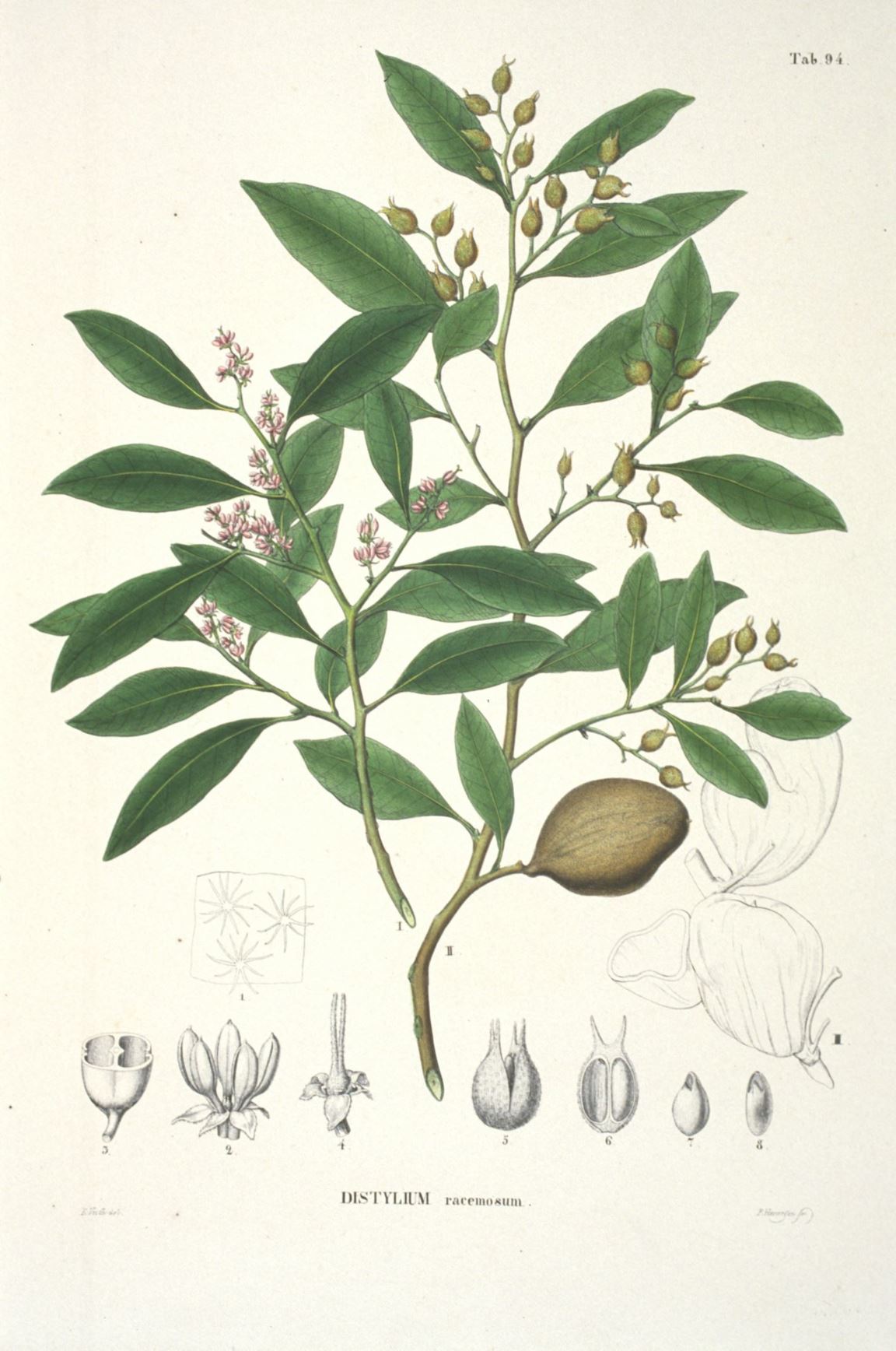 Distylium racemosum - Winter toverhazelaar, Isu tree, Isunoki, Yusuki (Omoro), Yusugi (Okinawa), 蚊母树 wen mu shu