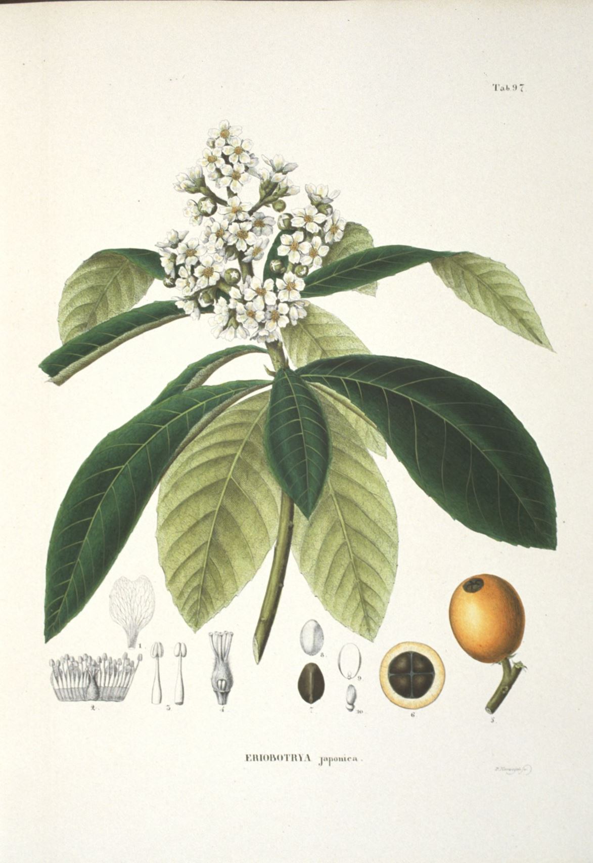 Eriobotrya japonica - Japanse mispel, Loquat, Japanese medlar, Japanese plum, Biwa, 枇杷 pi ba