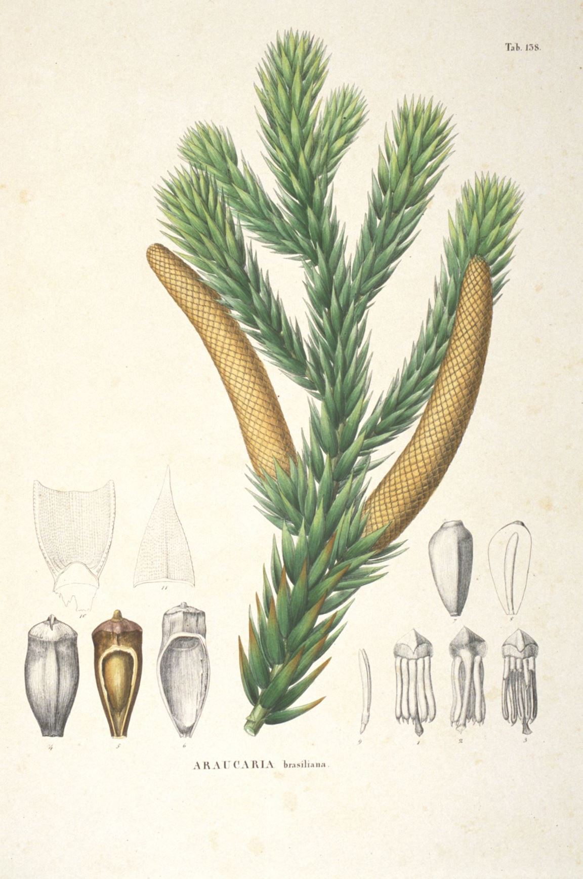 Araucaria angustifolia - Paraná pine, Candelabra tree, Brazilian pine