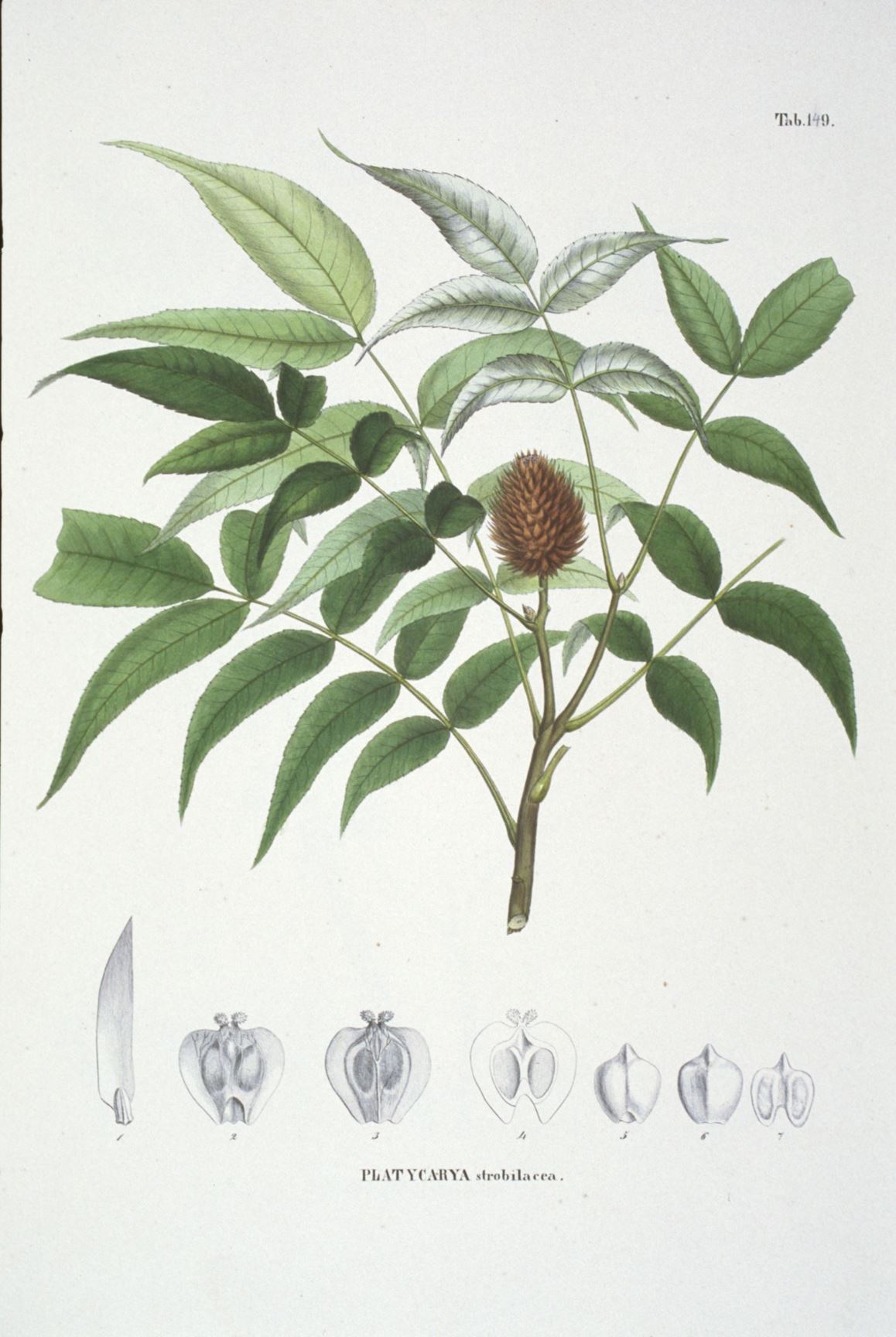 Platycarya strobilacea - platycarya, ノグルミ nogurumi, 化香树 hua xiang shu, 털굴피나무 teol gul pi na mu