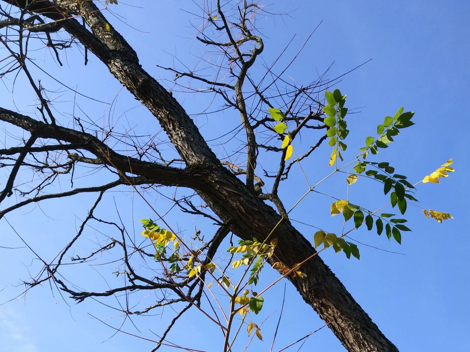 Gymnocladus dioicus - Doodsbeenderenboom