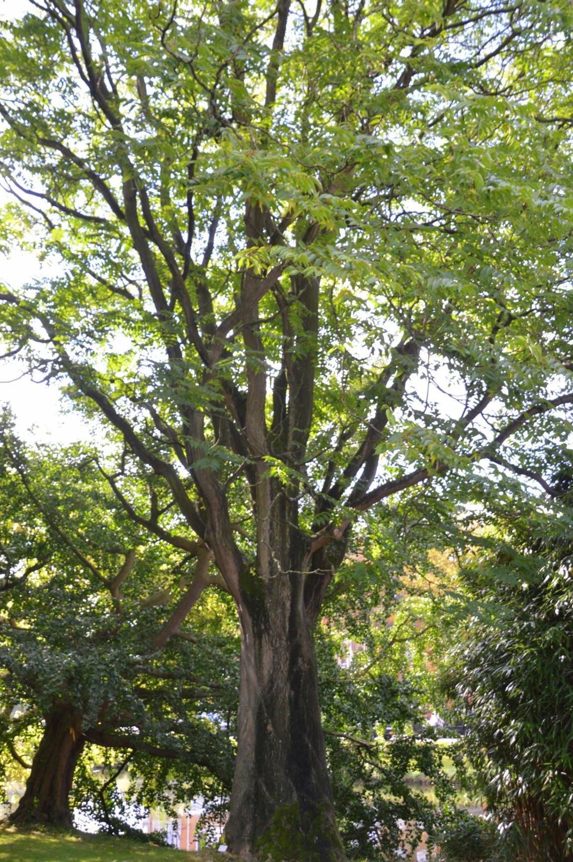 Ailanthus altissima - Hemelboom, Tree of heaven, 臭椿 chou chun