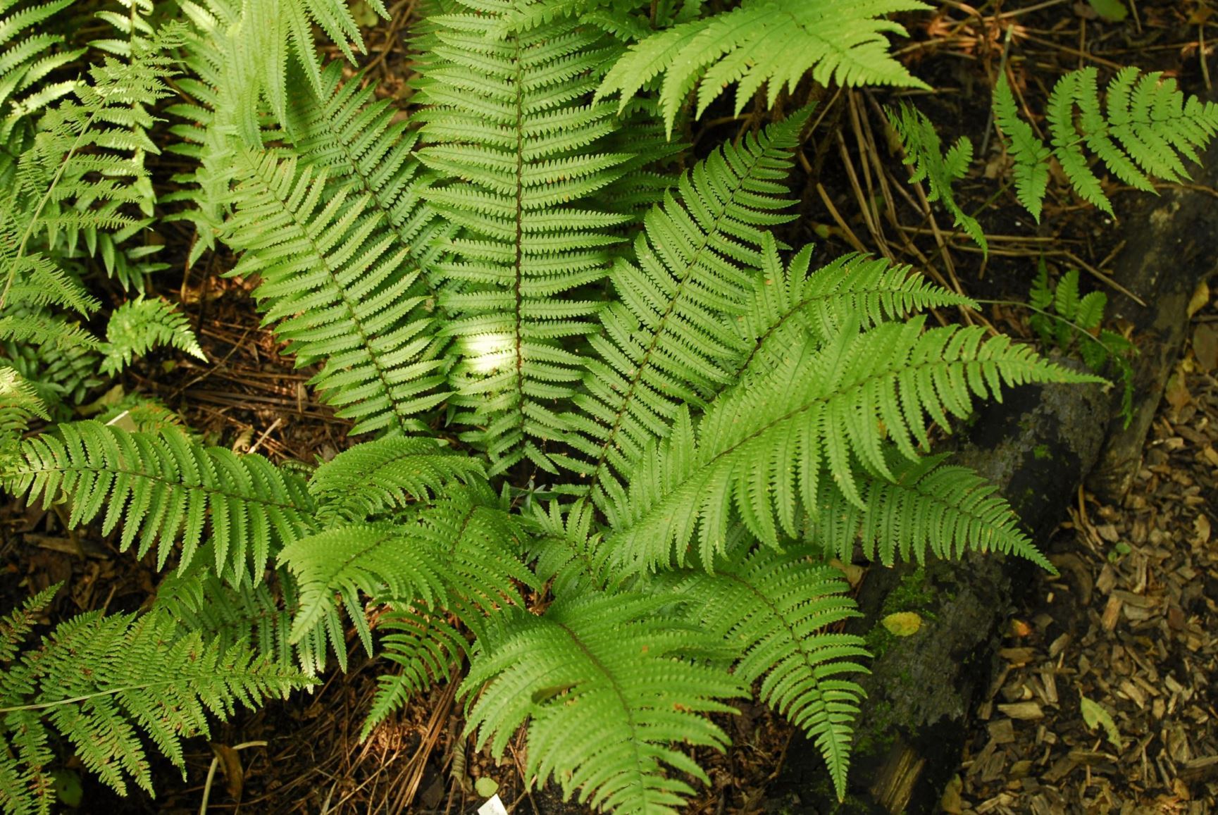 Dryopteris pycnopteroides - Niervaren, Japanese wood fern