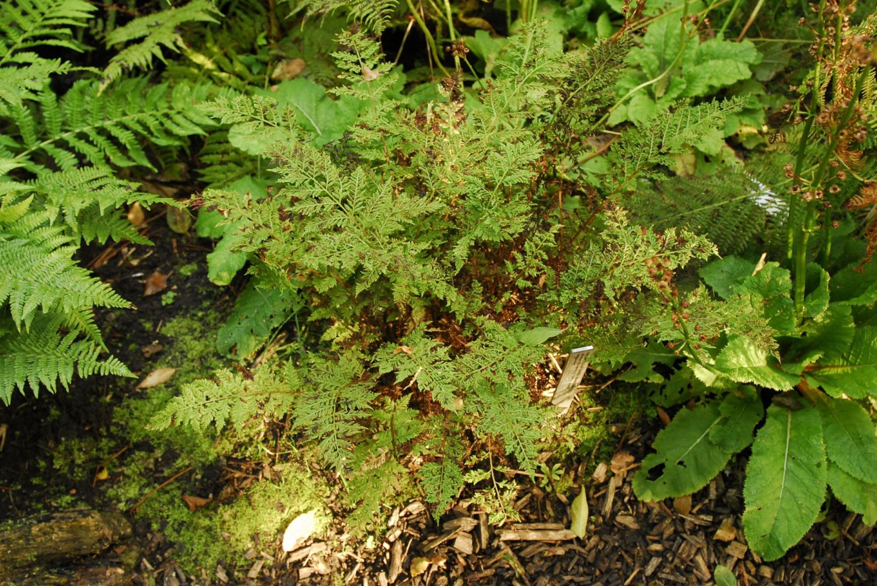 Athyrium filix-femina 'Vernoniae' - Wijfjesvaren