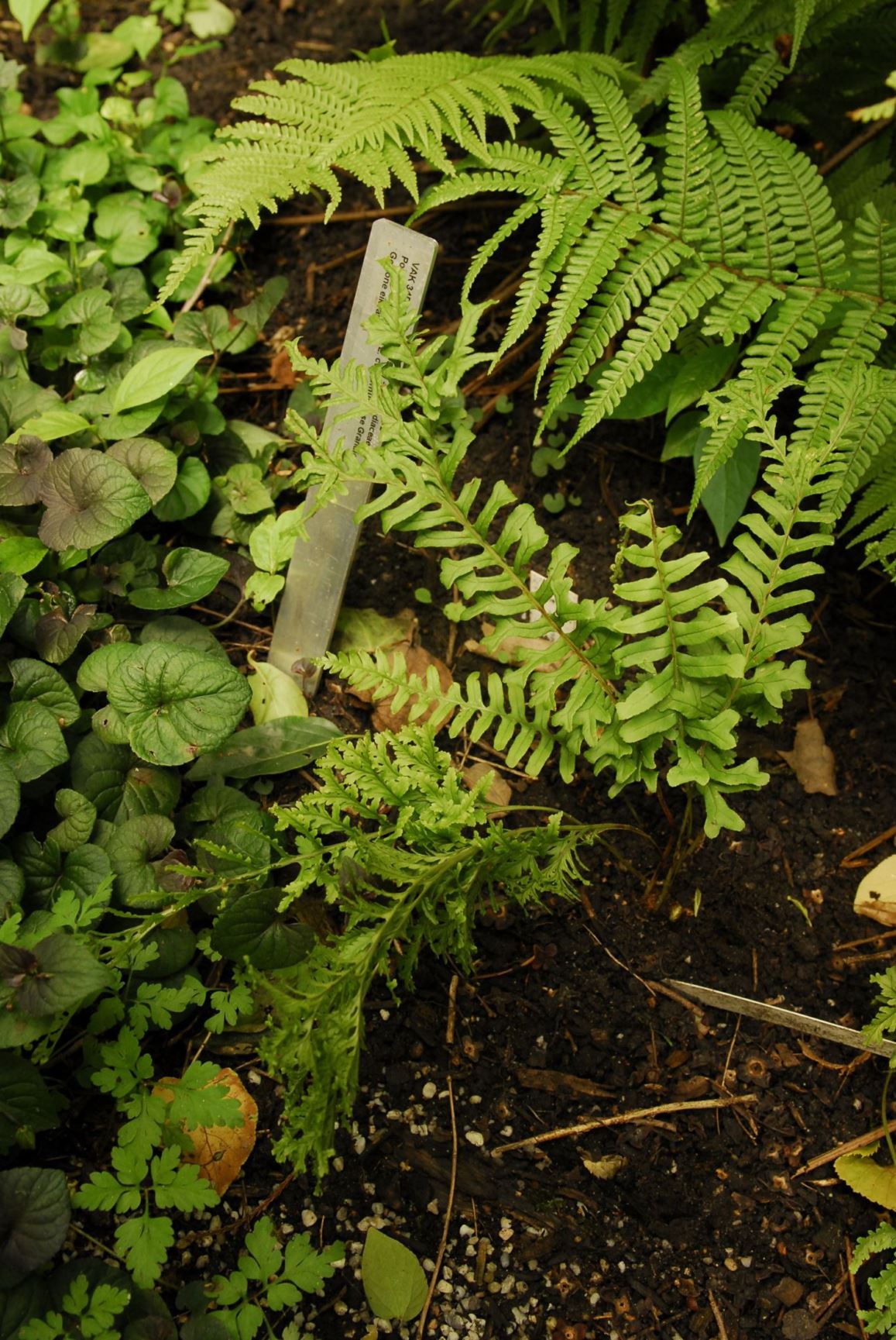 Polypodium vulgare 'Cornubiense Grandiceps' - Gewone eikvaren