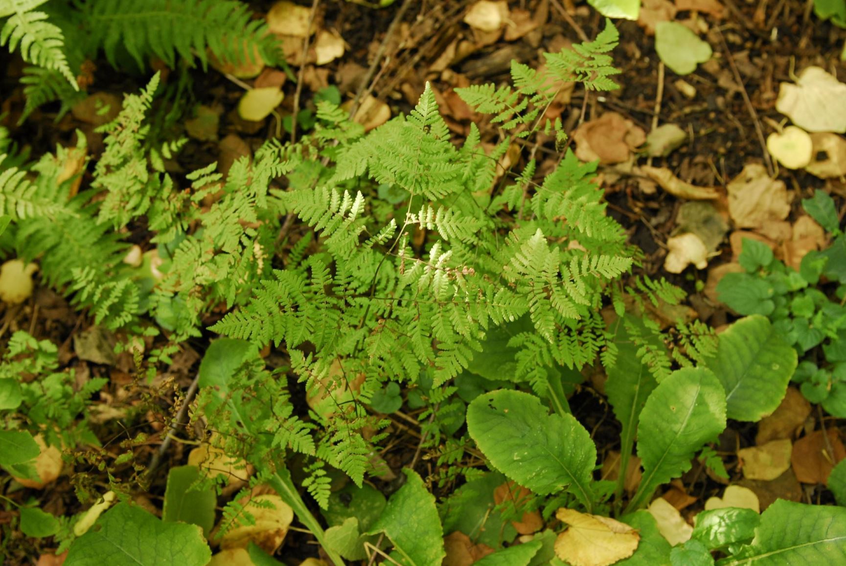 Gymnocarpium fedtschenkoanum - Driehoeksvaren