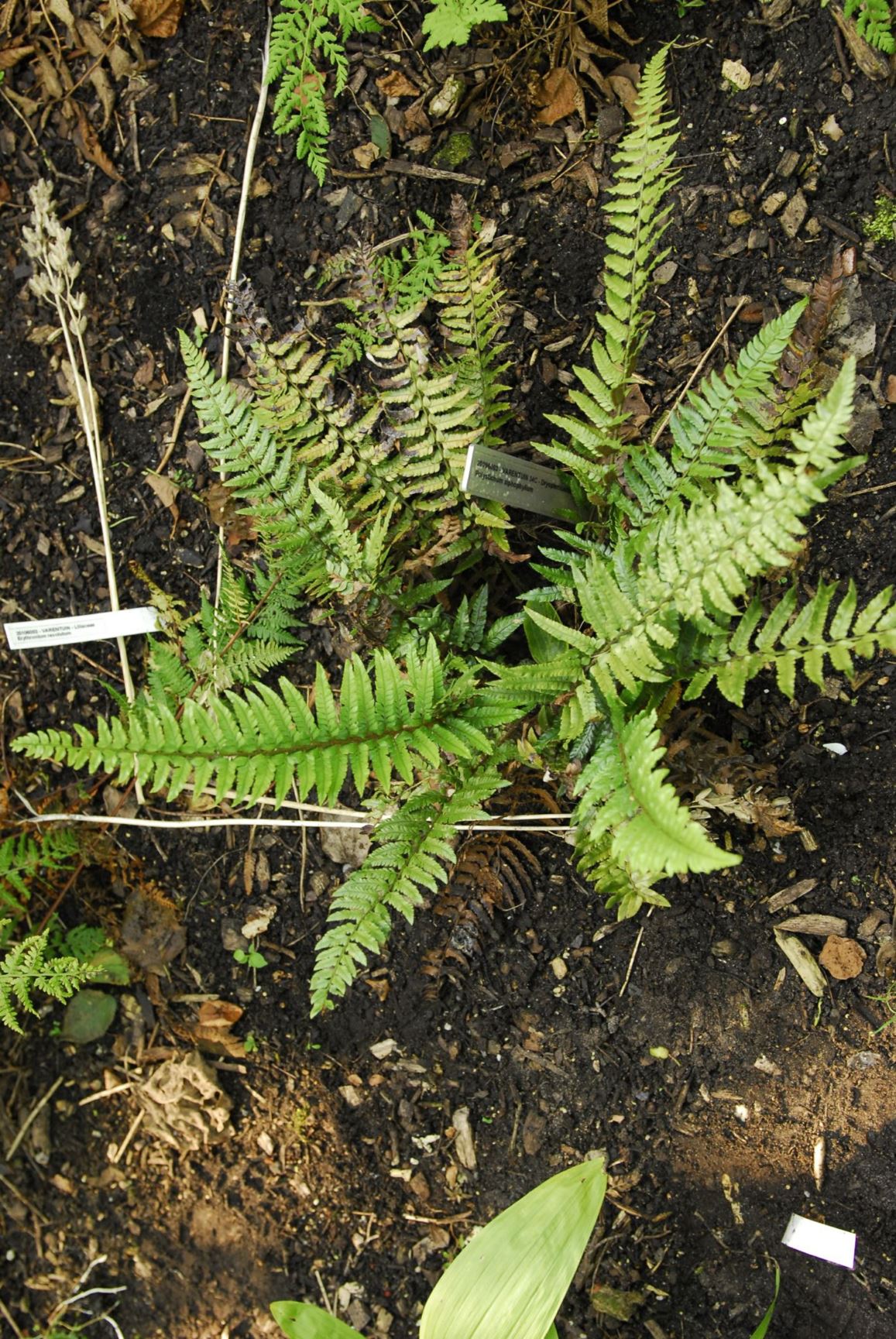 Polystichum xiphophyllum - Naaldvaren