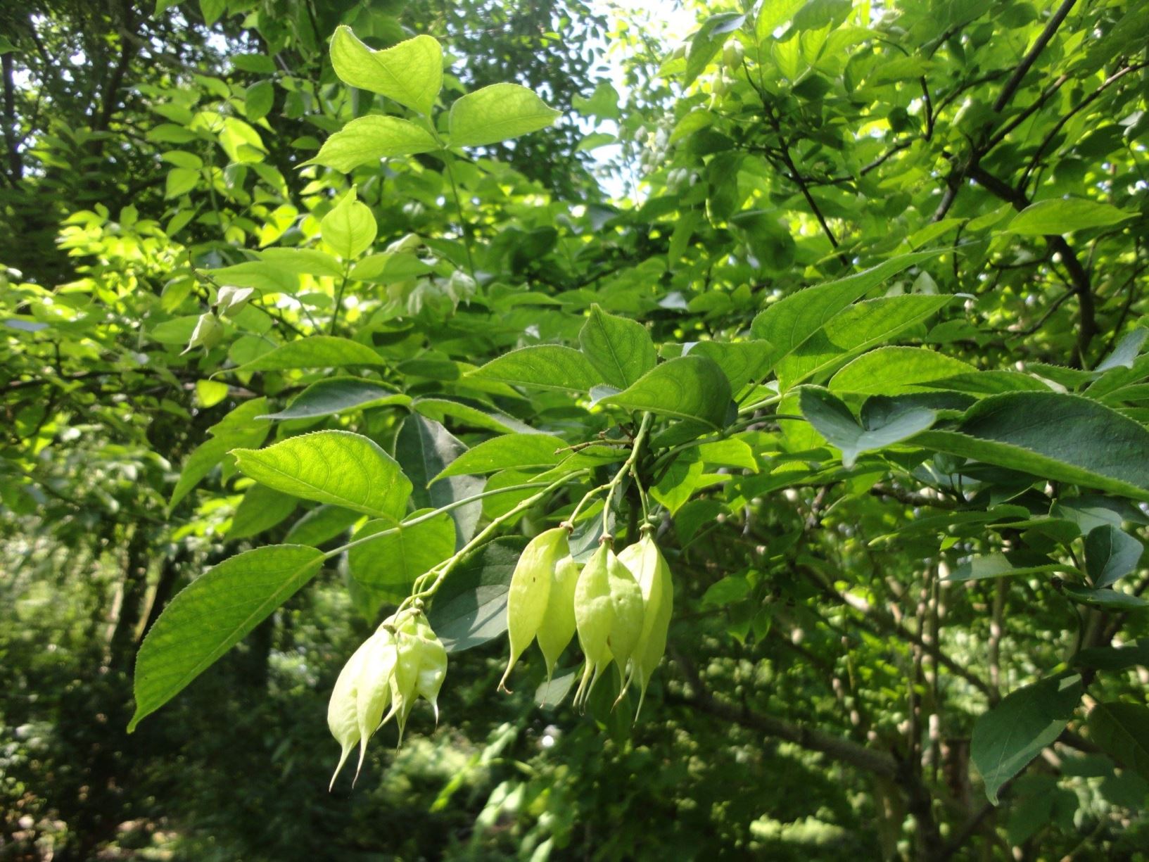 Staphylea colchica - Kaukasische pimpernoot, Colchis bladdernut, staphylier de Colchide