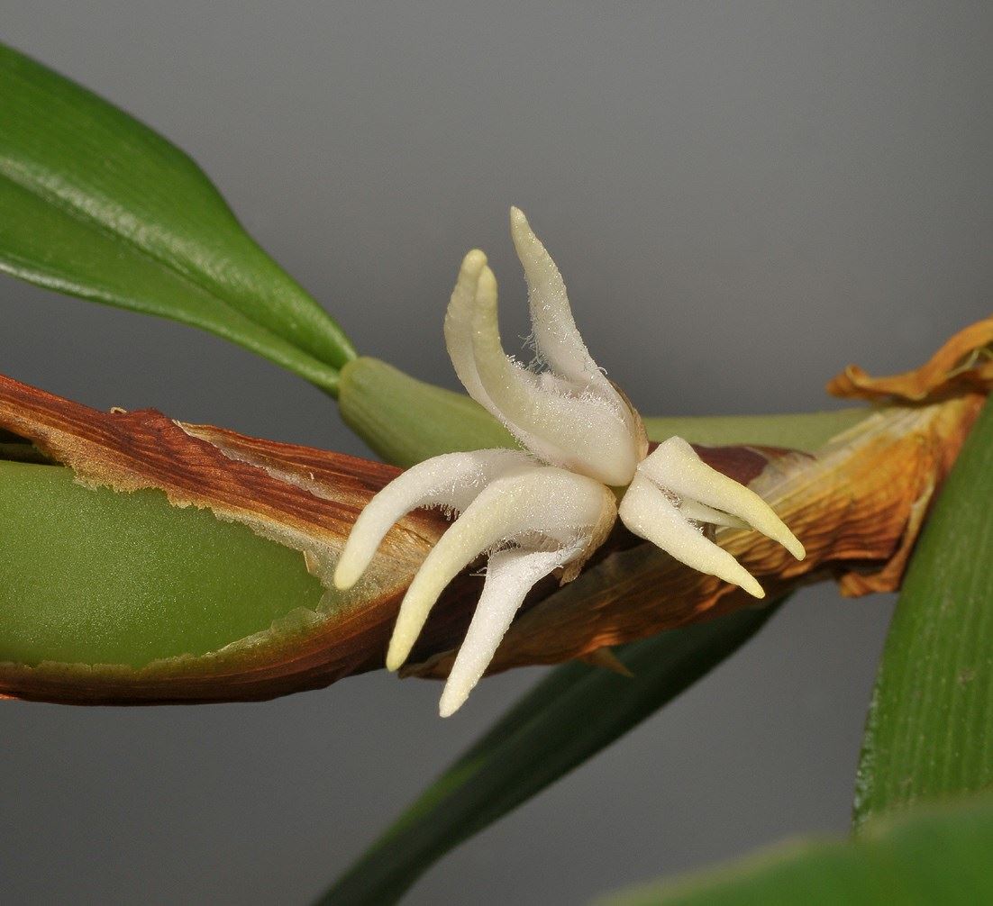 Bulbophyllum ankylorhinon