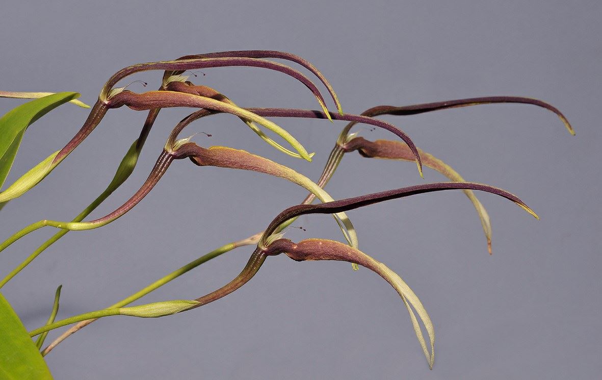 Bulbophyllum antenniferum
