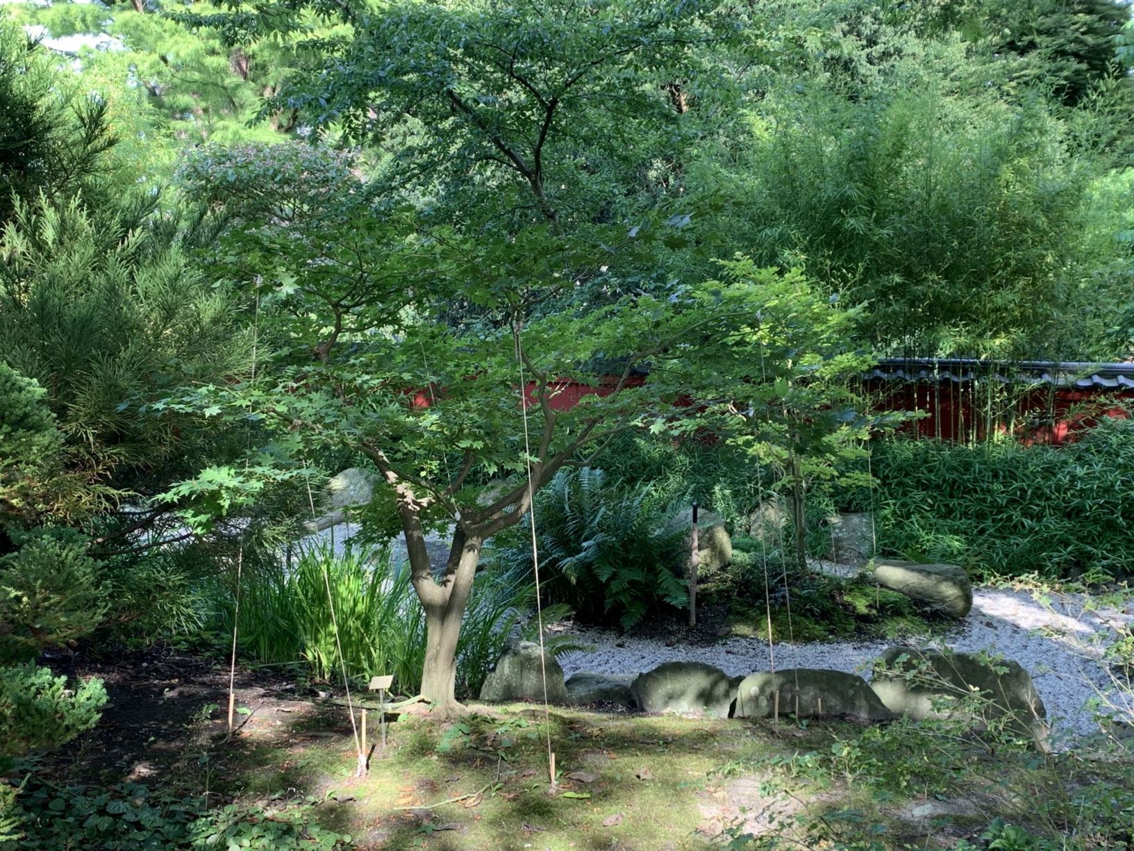 Acer palmatum 'Satsuki-Beni' - Satsuki beni Japanese Maple