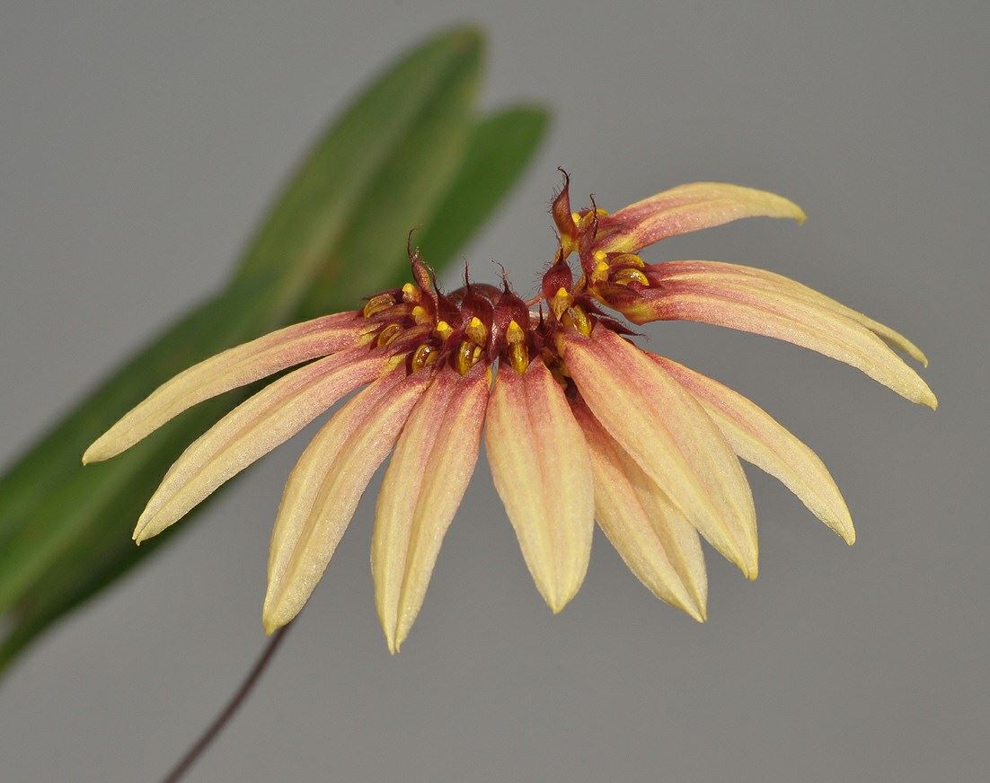 Bulbophyllum brevibrachiatum