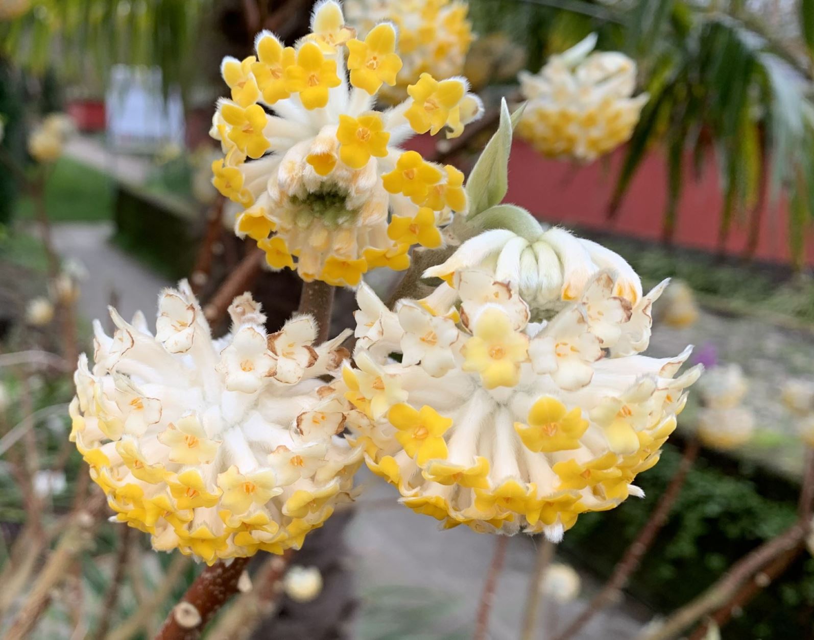 Edgeworthia chrysantha 'Grandiflora' - Papierstruik, Paper bush, 结香 jie xiang
