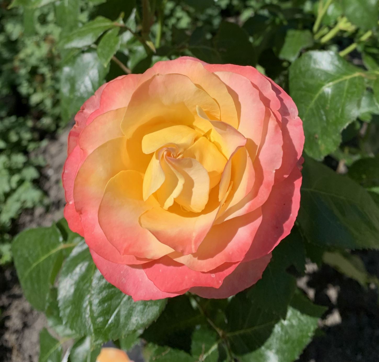 Rosa 'Brittannia' - Grootbloemige roos, Theehybride