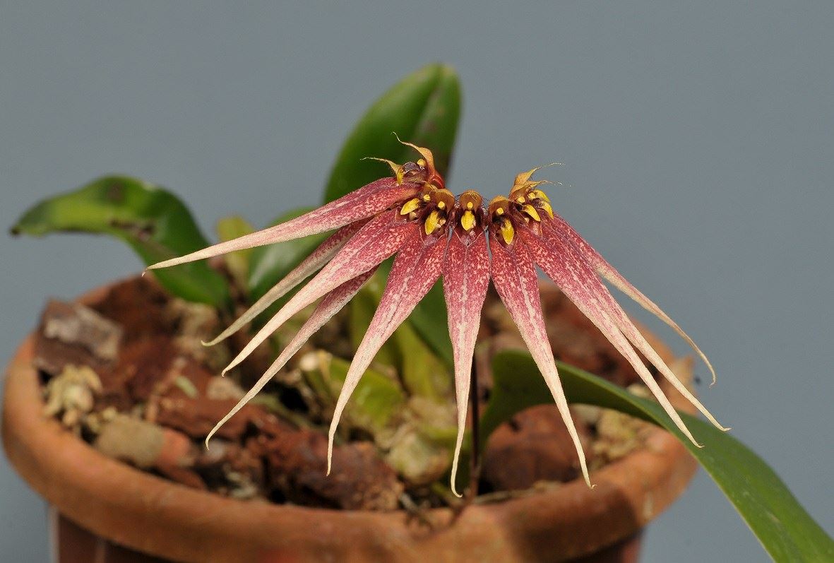 Bulbophyllum cercanthum