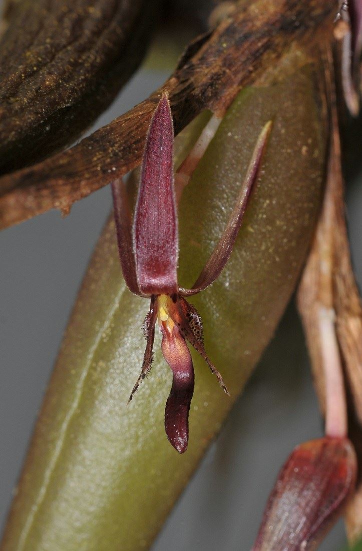 Bulbophyllum chaunobulbon