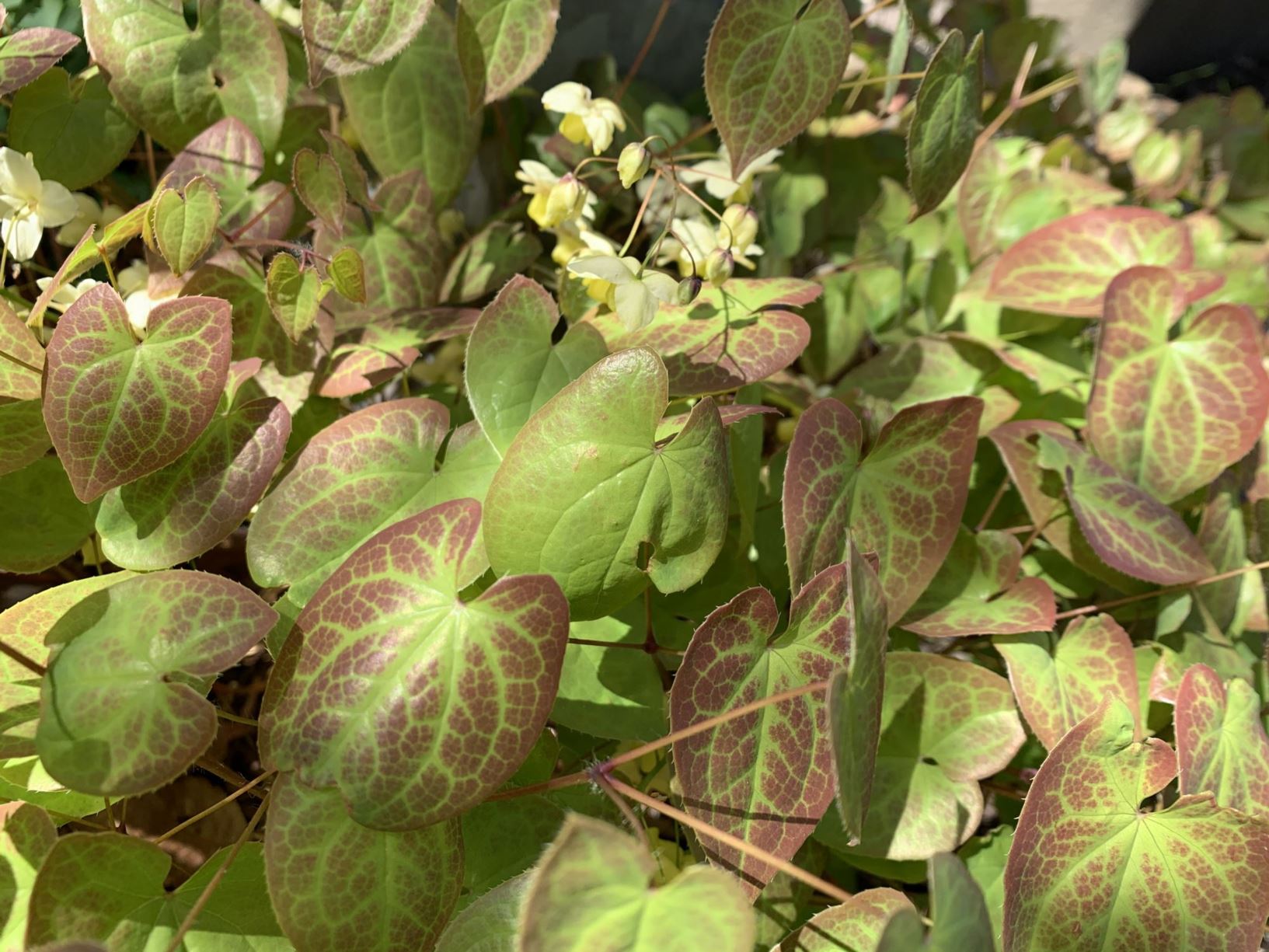 Epimedium versicolor 'Sulphureum'