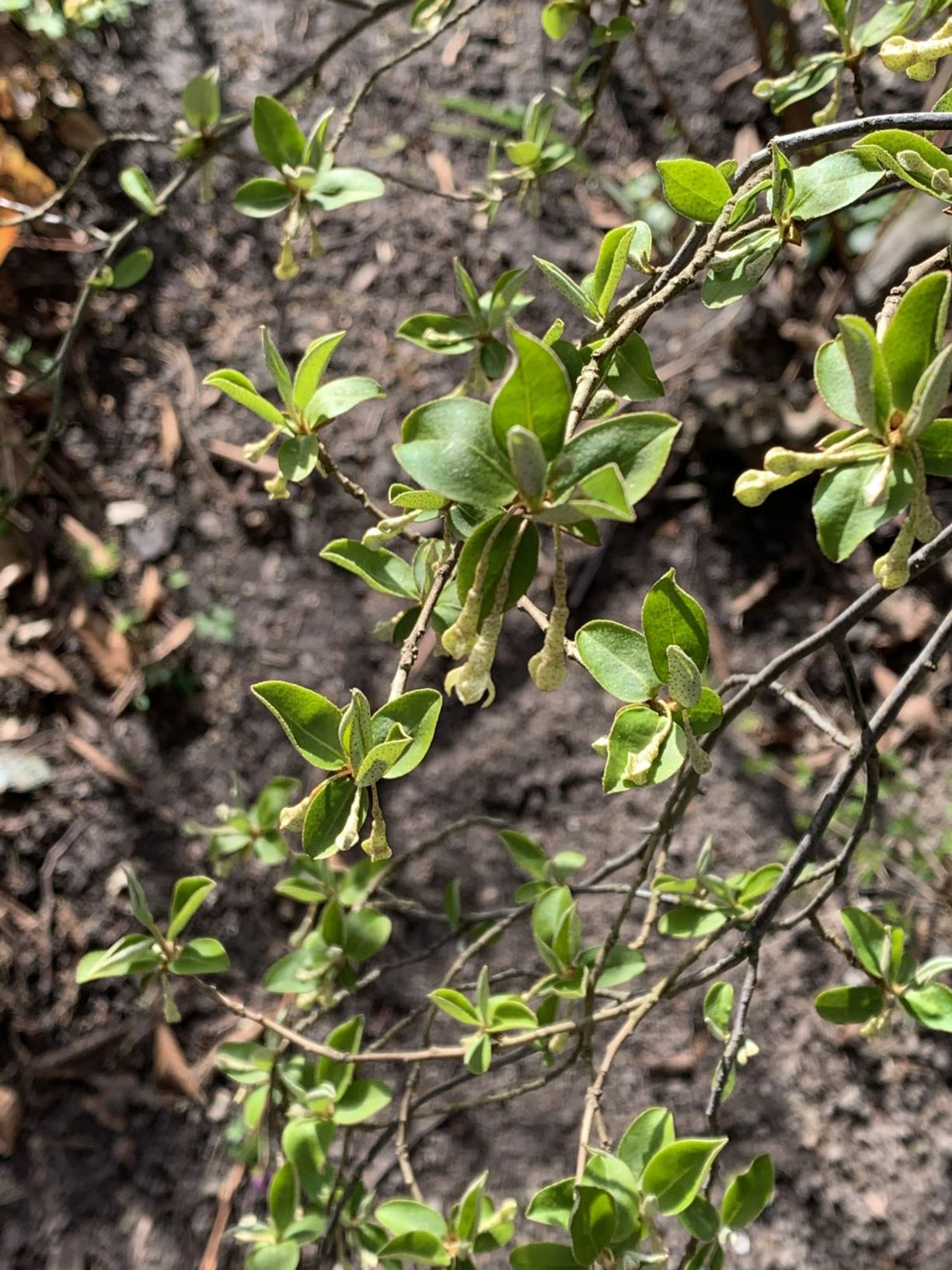 Elaeagnus multiflora - Langstelige olijfwilg, cherry silverberry, ナツグミ natsu-gumi, 木半夏 mu ban xia