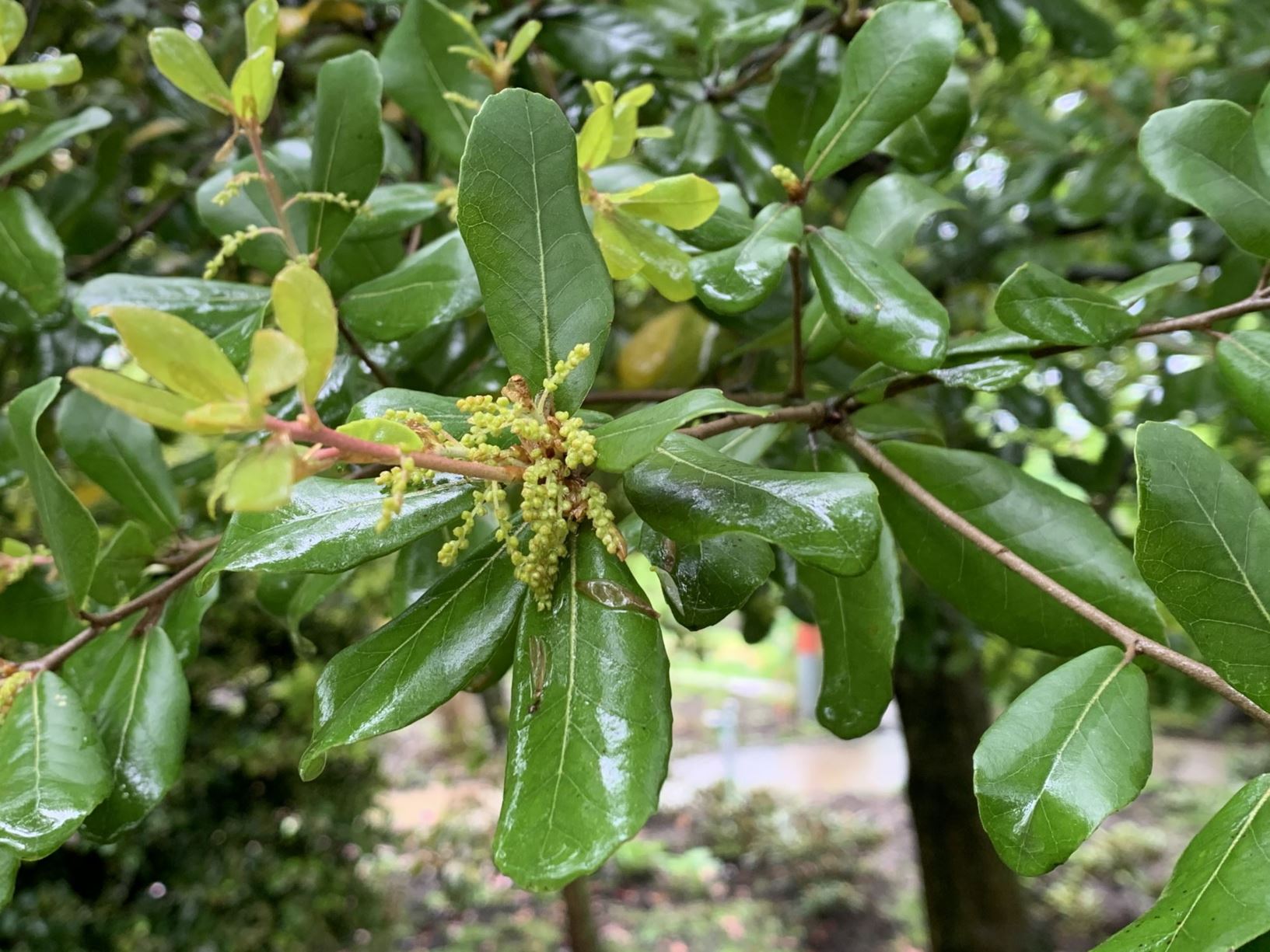 Quercus phillyreoides - Japanse steeneik, ubame oak, ウバメガシ Ubamegashi, 乌冈栎 wu gang li