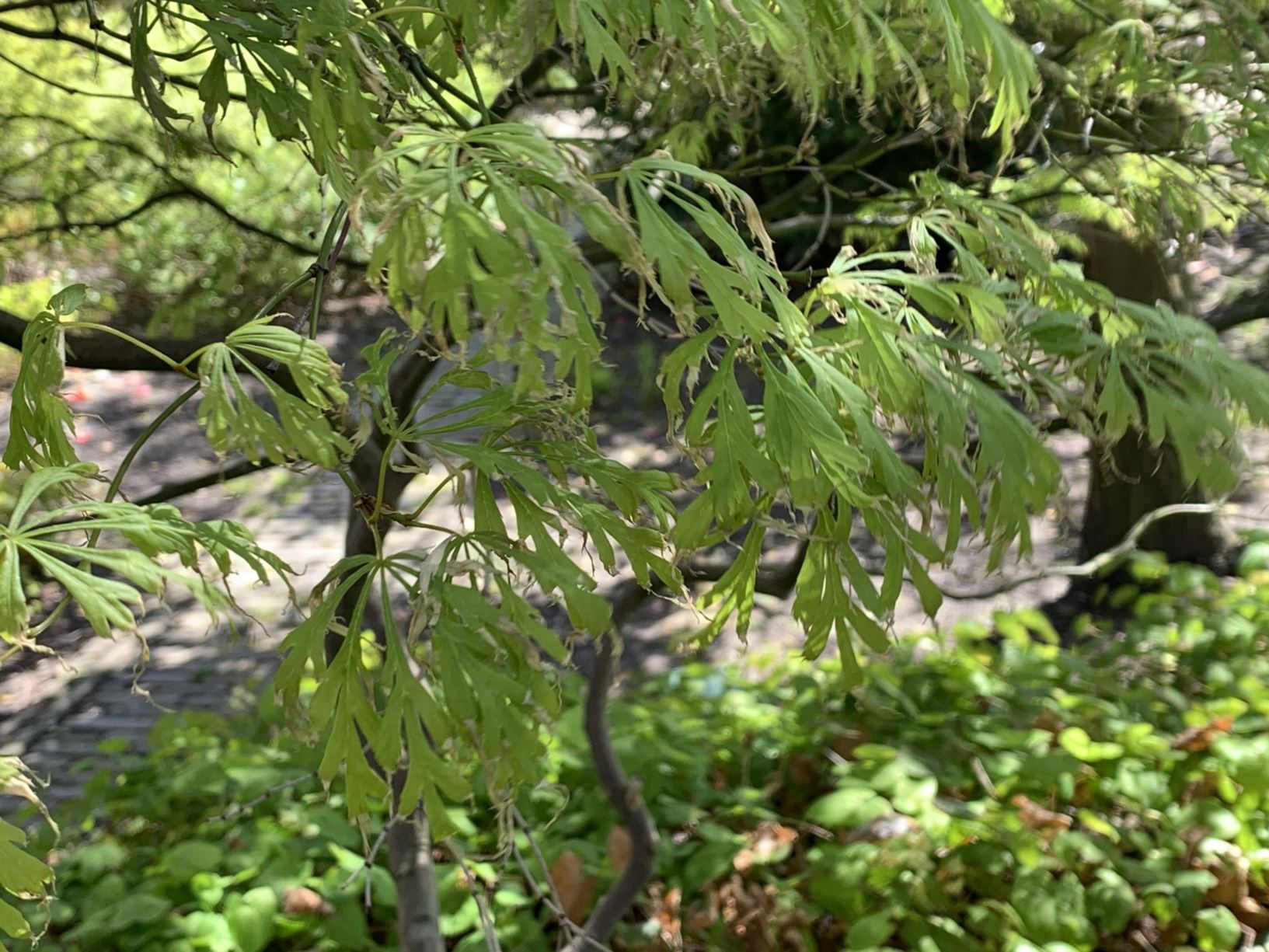 Acer palmatum 'Dissectum' - Japanse esdoorn, Japanese maple