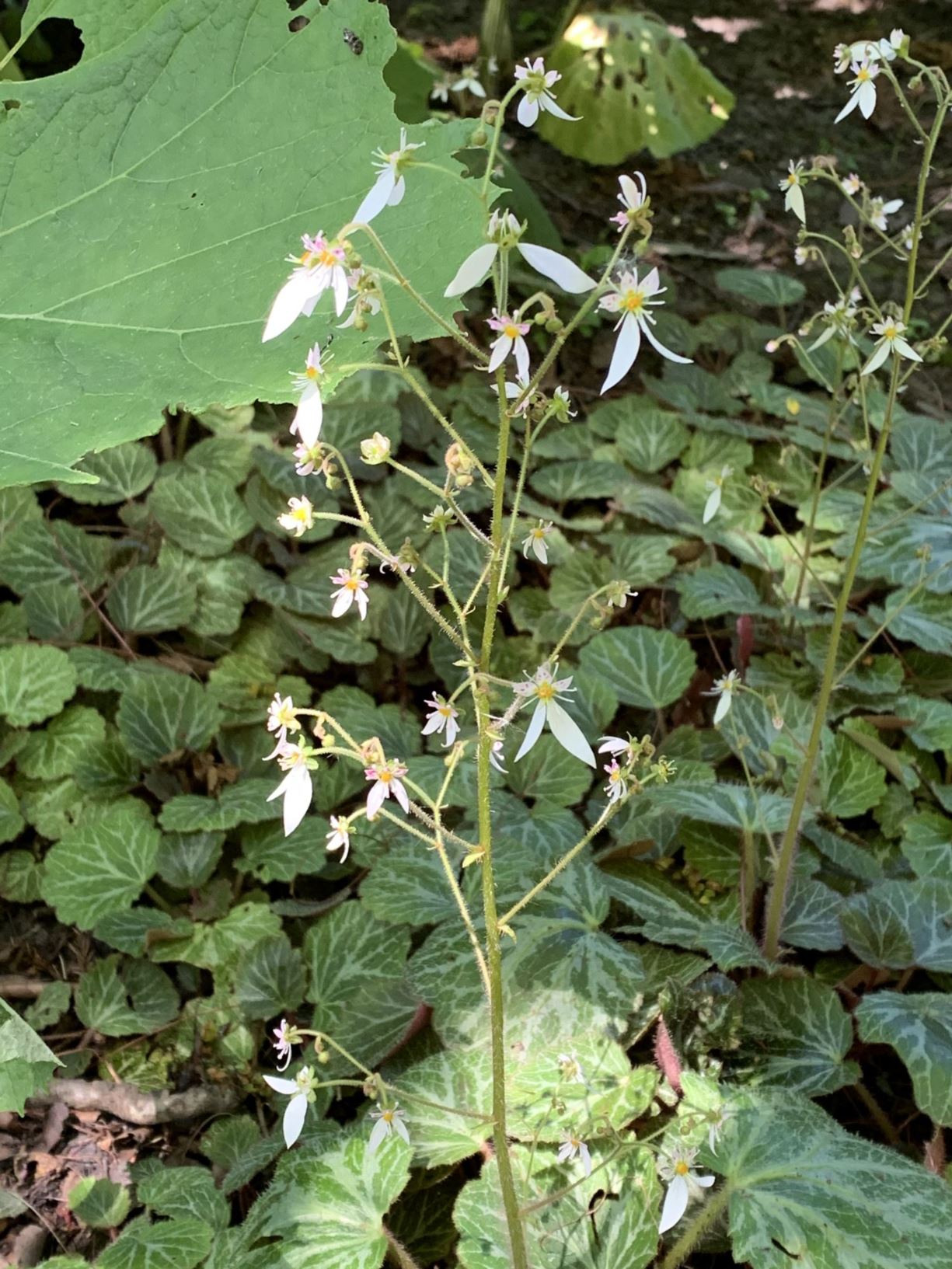 Saxifraga stolonifera - Moederplant, mother of thousands, strawberry saxifrage, ユキノシタ yuki-no-shita, 虎耳草 hu er cao