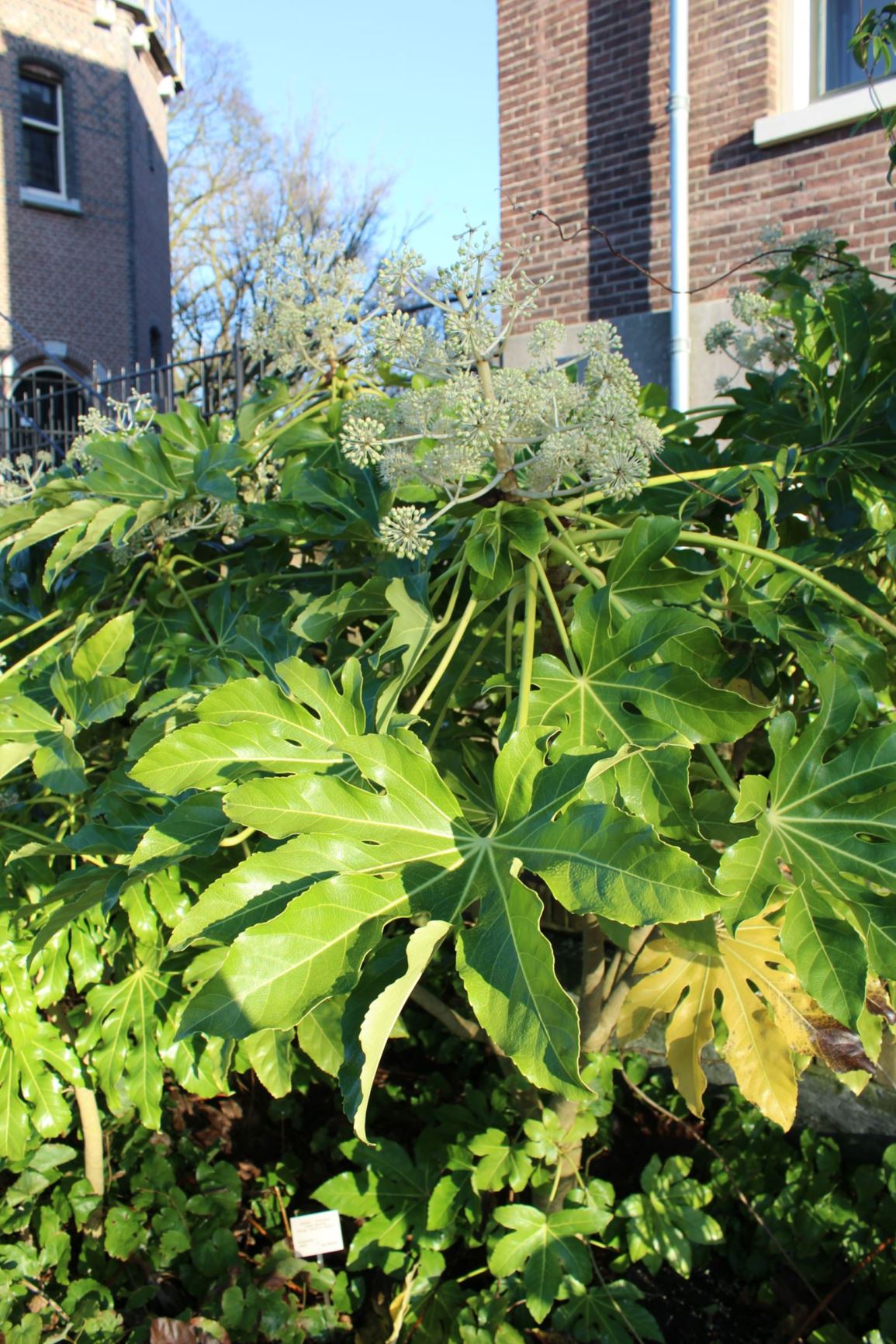 Fatsia japonica - Vingerplant, Japanese fatsia, Glossy-leaved paper plant, ヤツデ yatsude