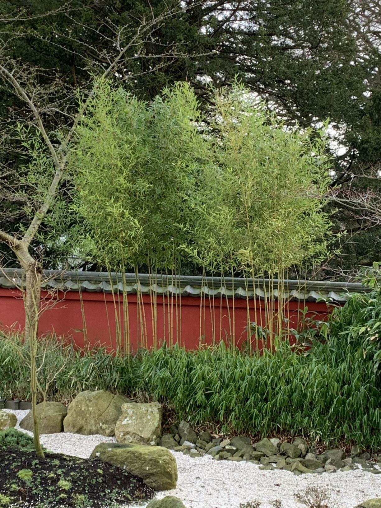 Phyllostachys aurea - Hotei-bamboe, gouden bamboe, Golden Japanese bomboo, ホテイチク hotei-chiku, 人面竹 ren mian zhu