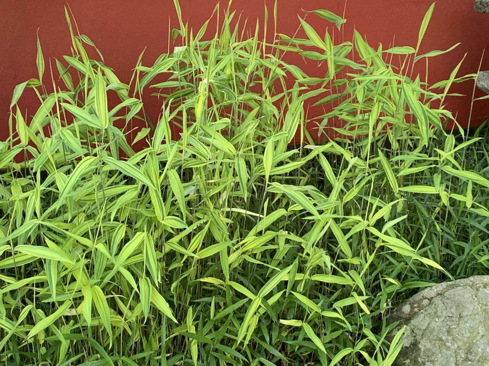 Pleioblastus viridistriatus - Dwarf green-stripe bamboo, カムロザサ kamurozasa