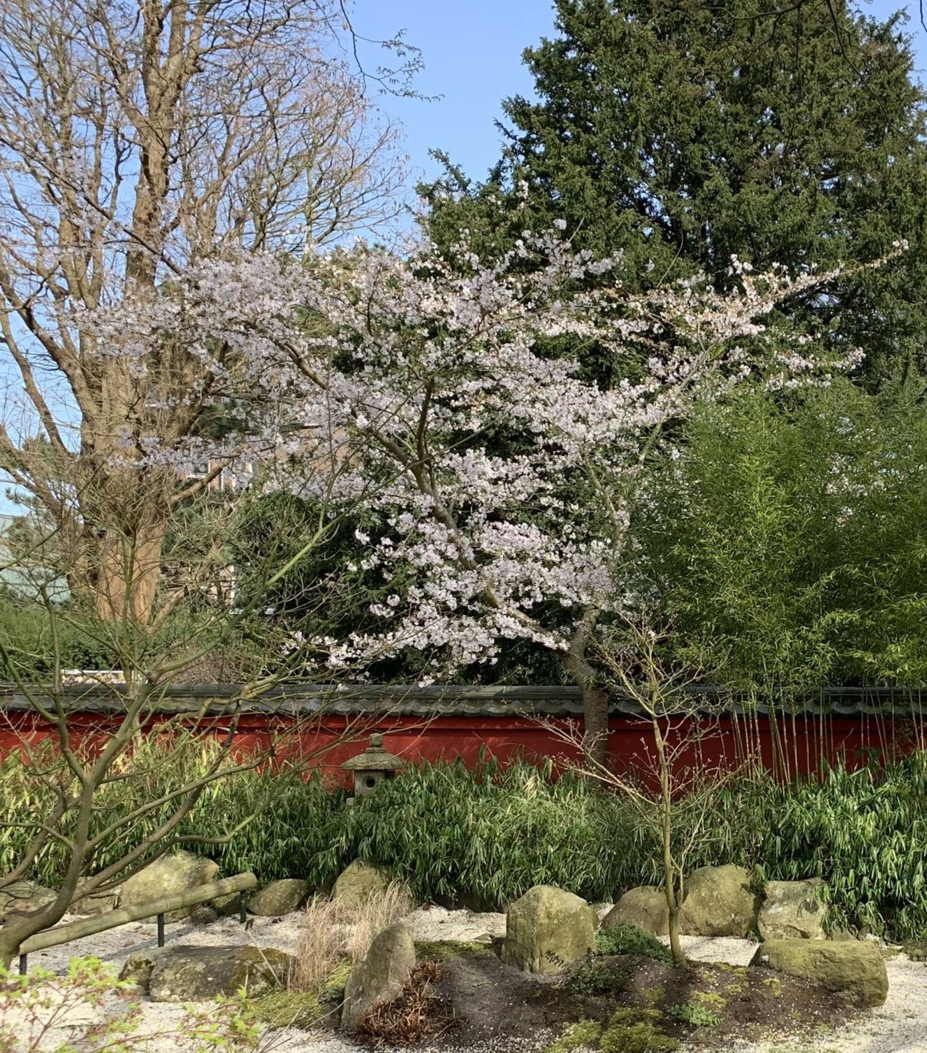 Prunus × yedoensis - Yoshino-kers, Japanse sierkers, Yoshino cherry, Japanese flowering cherry, ソメイヨシノ Somei-yoshimo