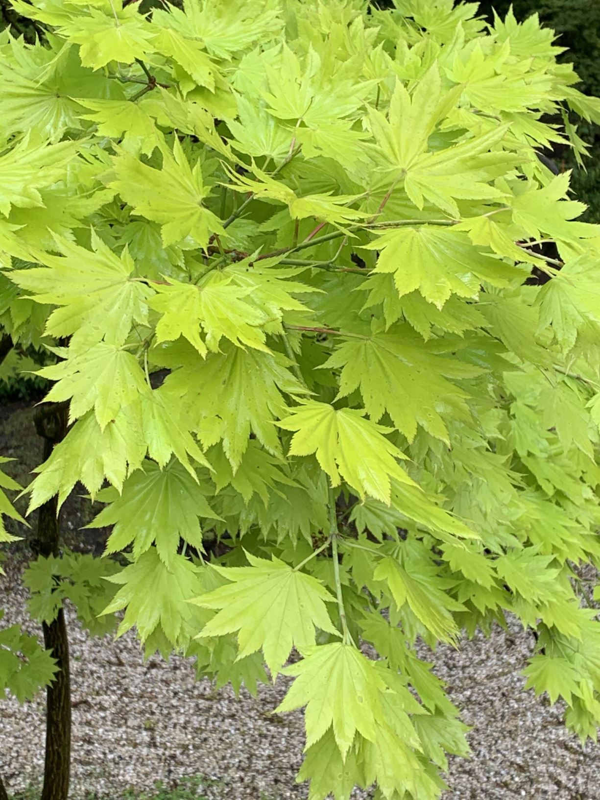 Acer shirasawanum - Japanse goudesdoorn, Full moon maple, shirasawa maple, オオイタヤメイゲツ ô-itaya-meigetsu